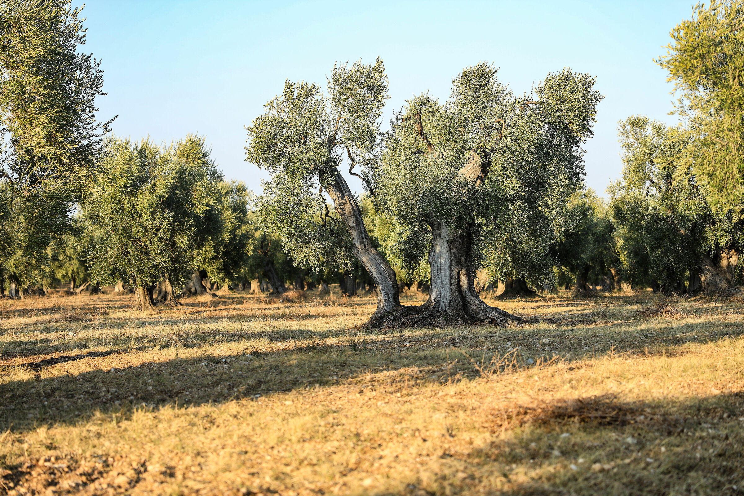 Gargano olive trees