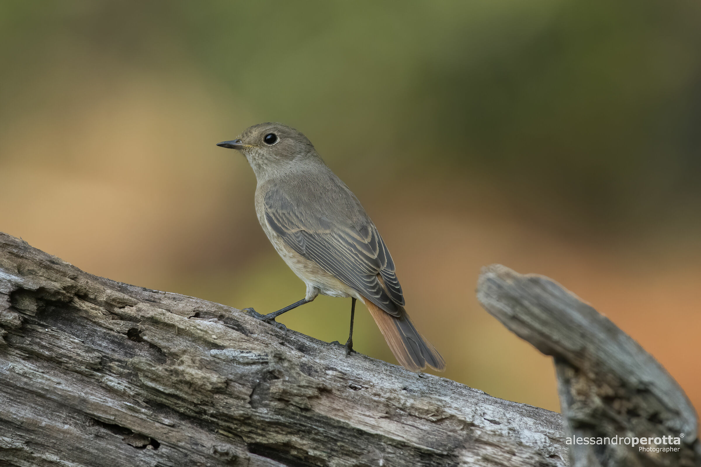Phoenicurus phoenicurus