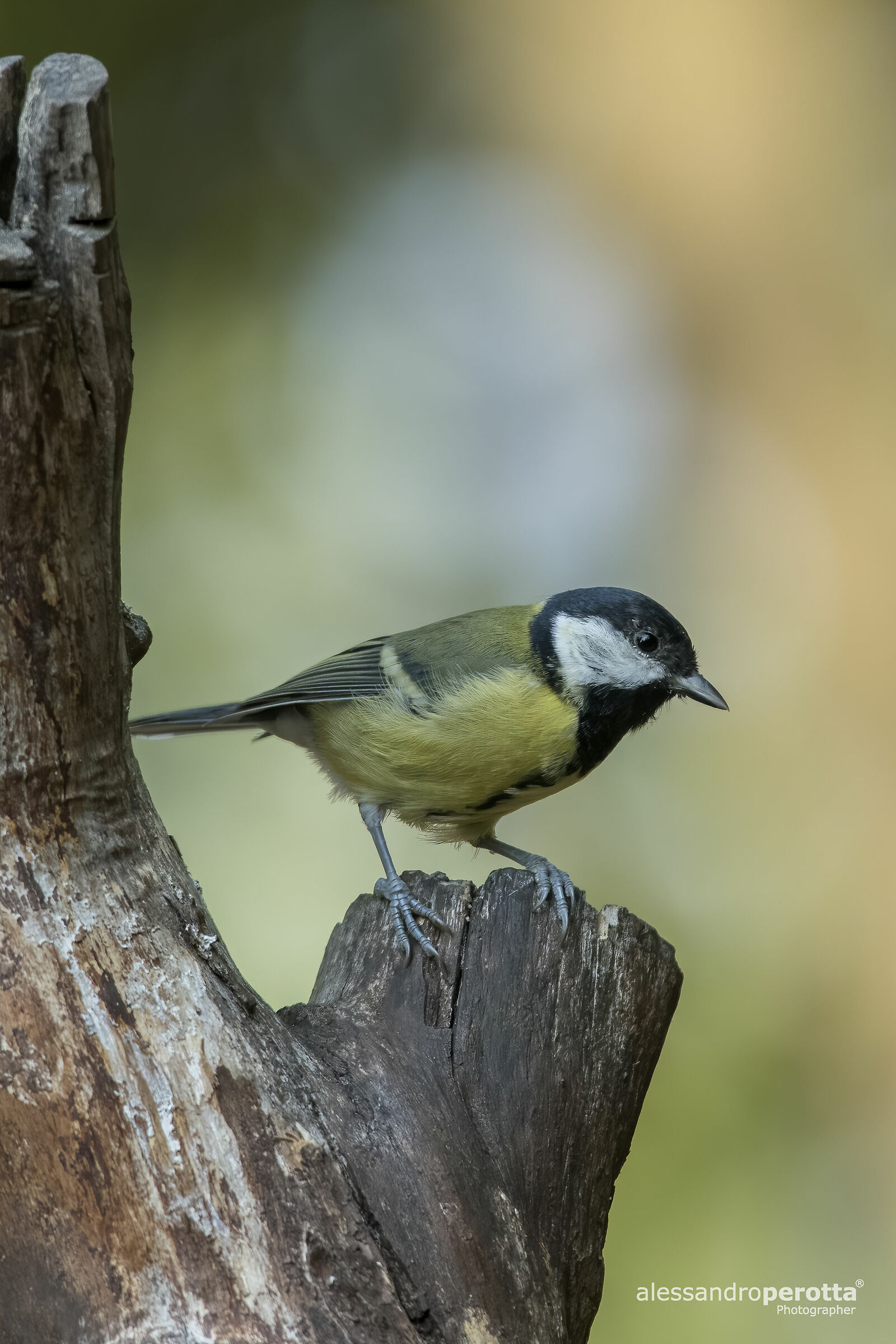 Parus major