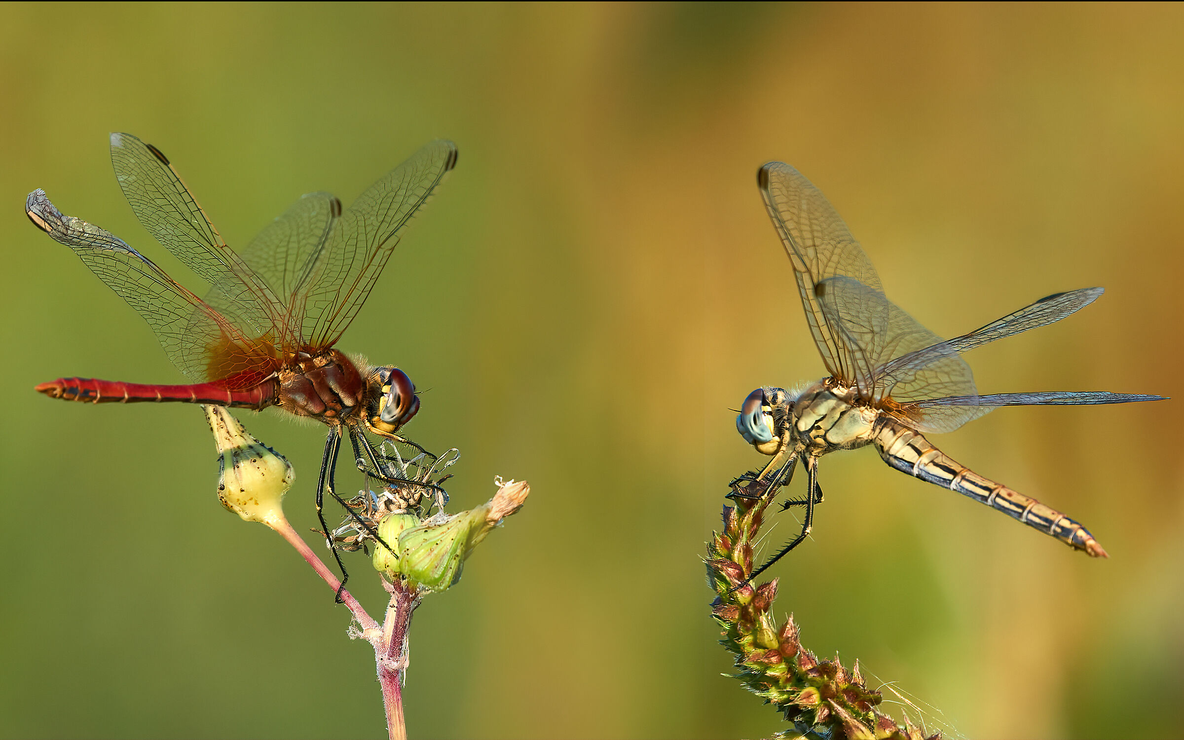 Coppia di Sympetrum - 13.09.20 - Parco delle Folaghe