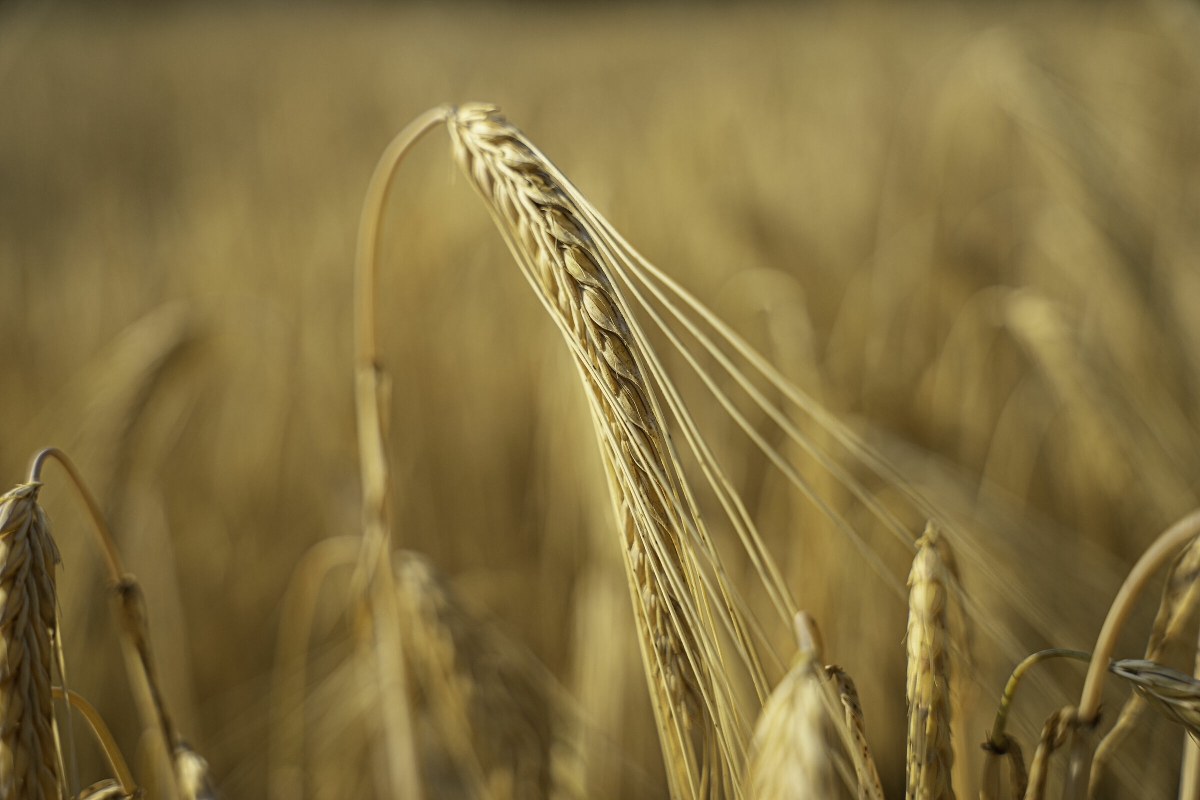 simple complexity (full ripe grain)