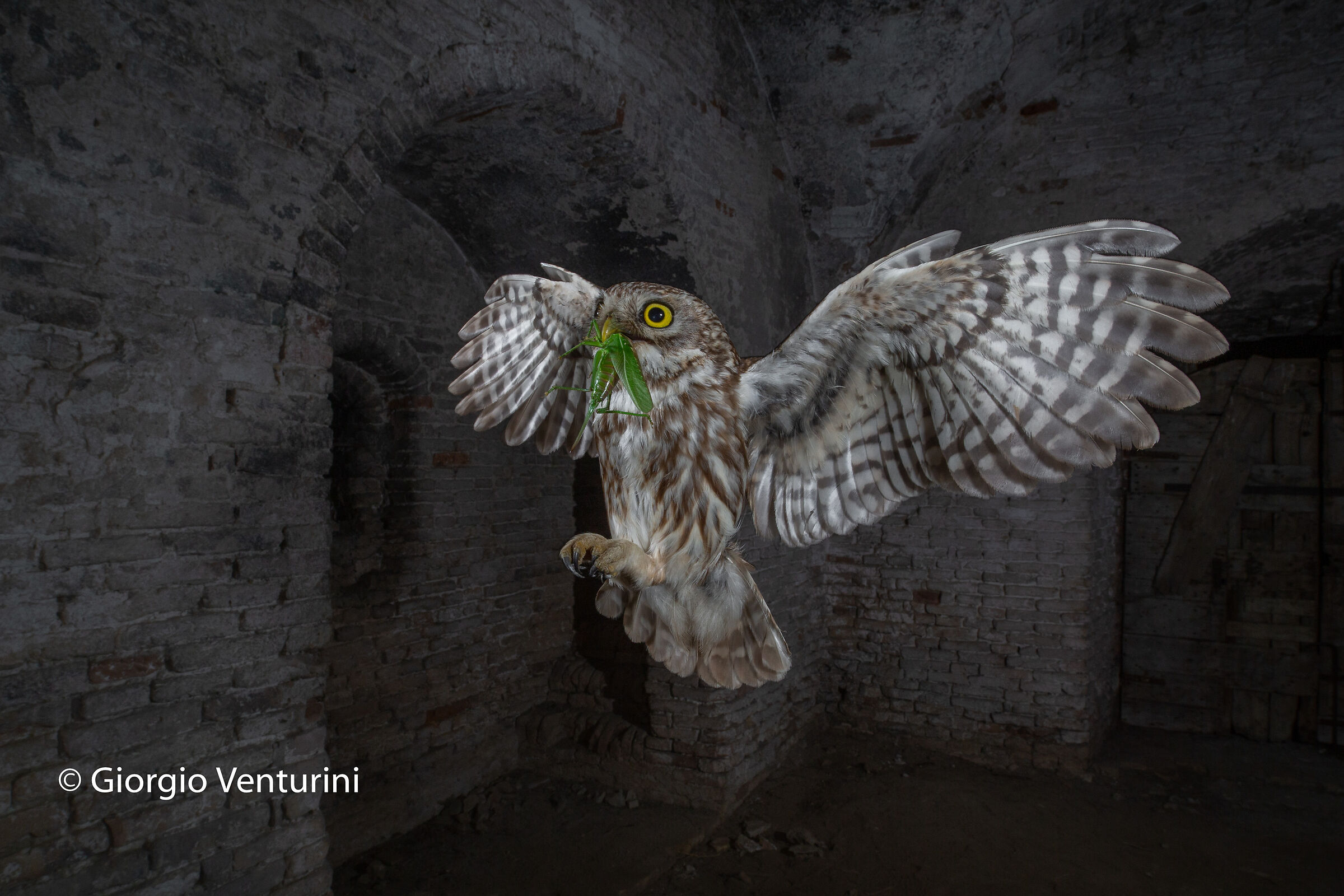 civetta con ortottero