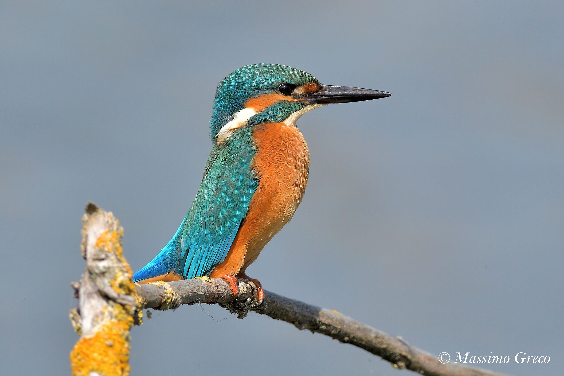 Kingfisher