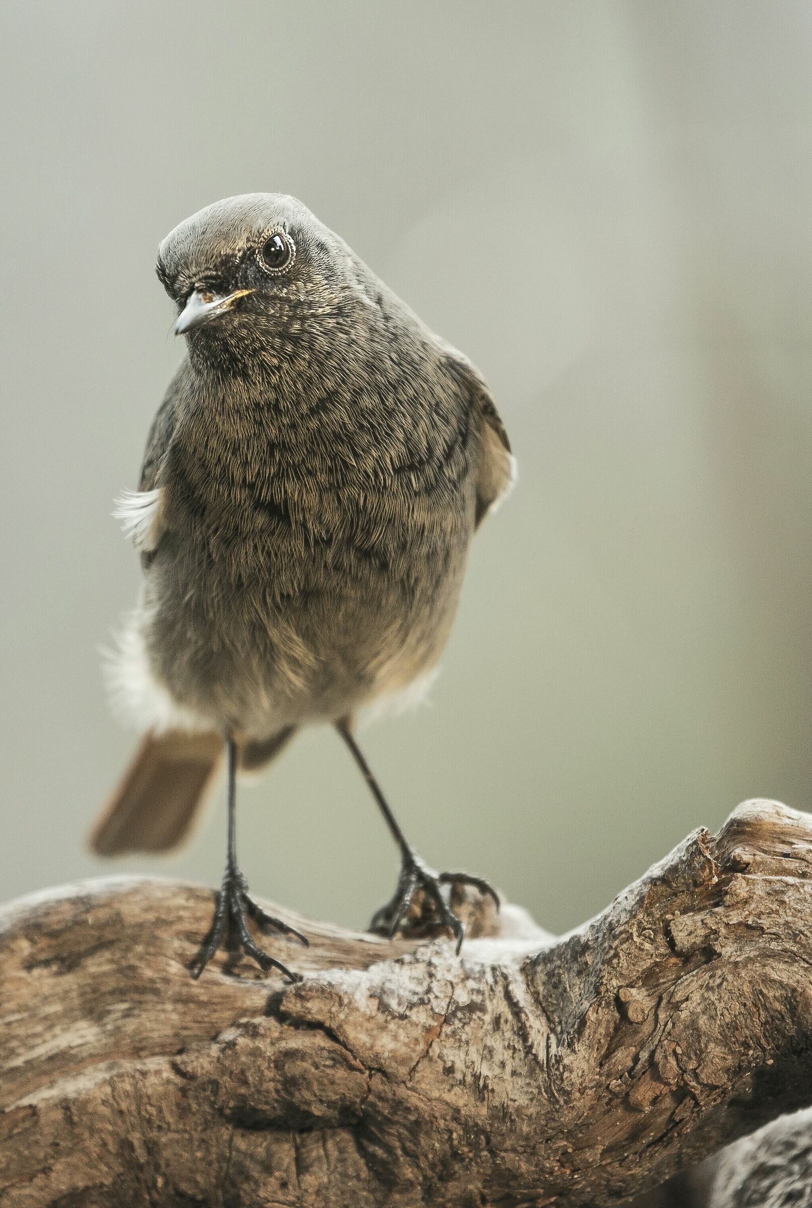 Codirosso spazzacamino