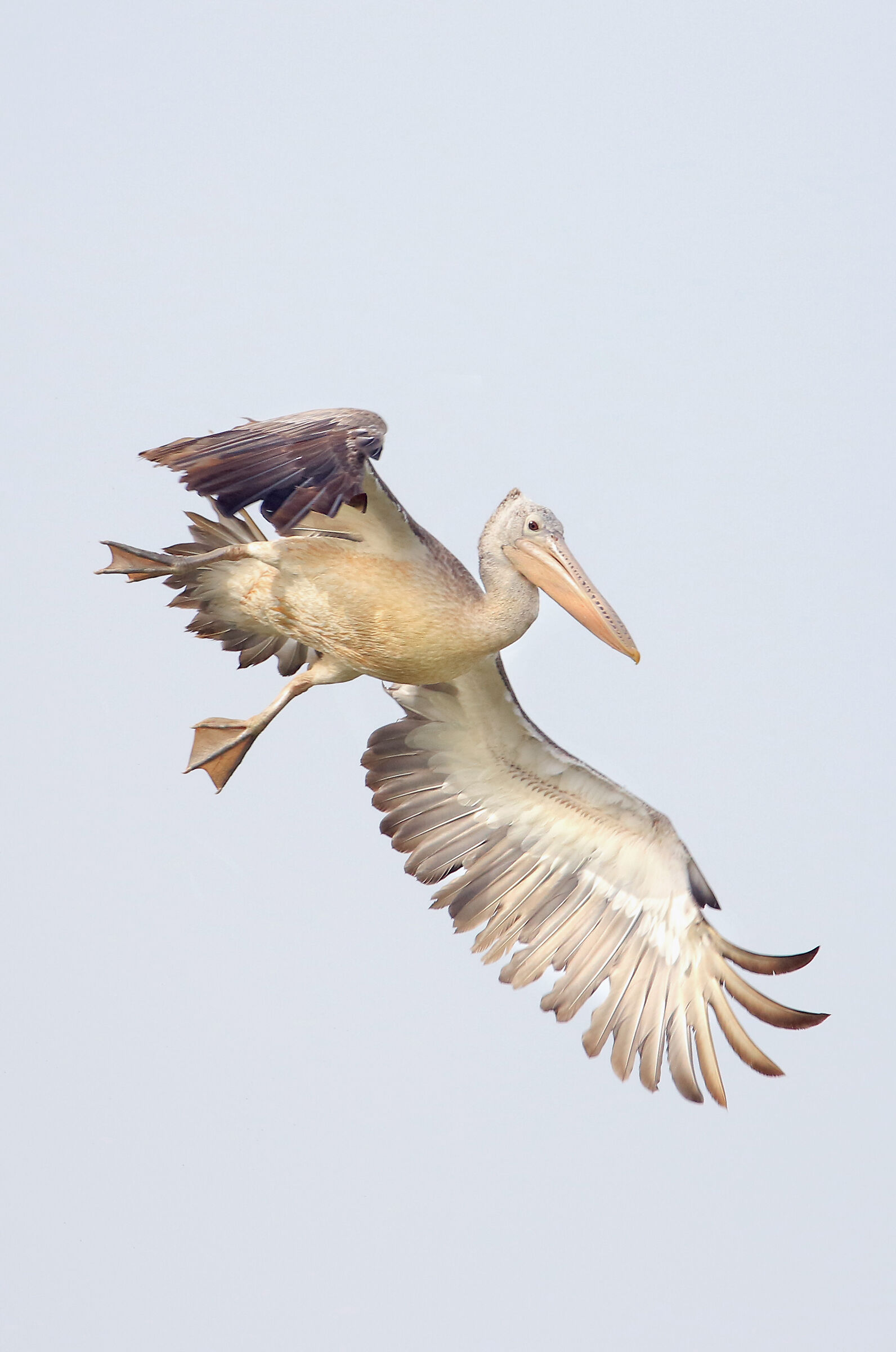 Pellicano grigio in volo
