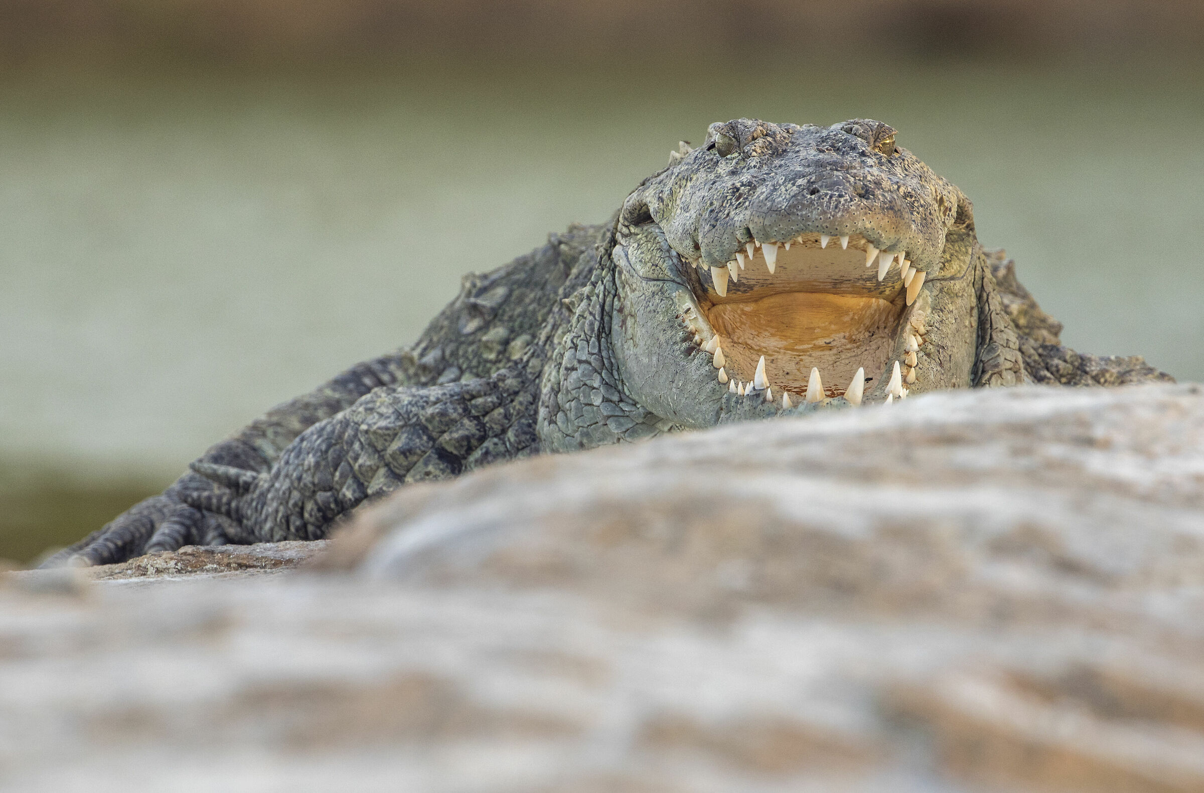Bocca di rosa (coccodrillo palustre asiatico)