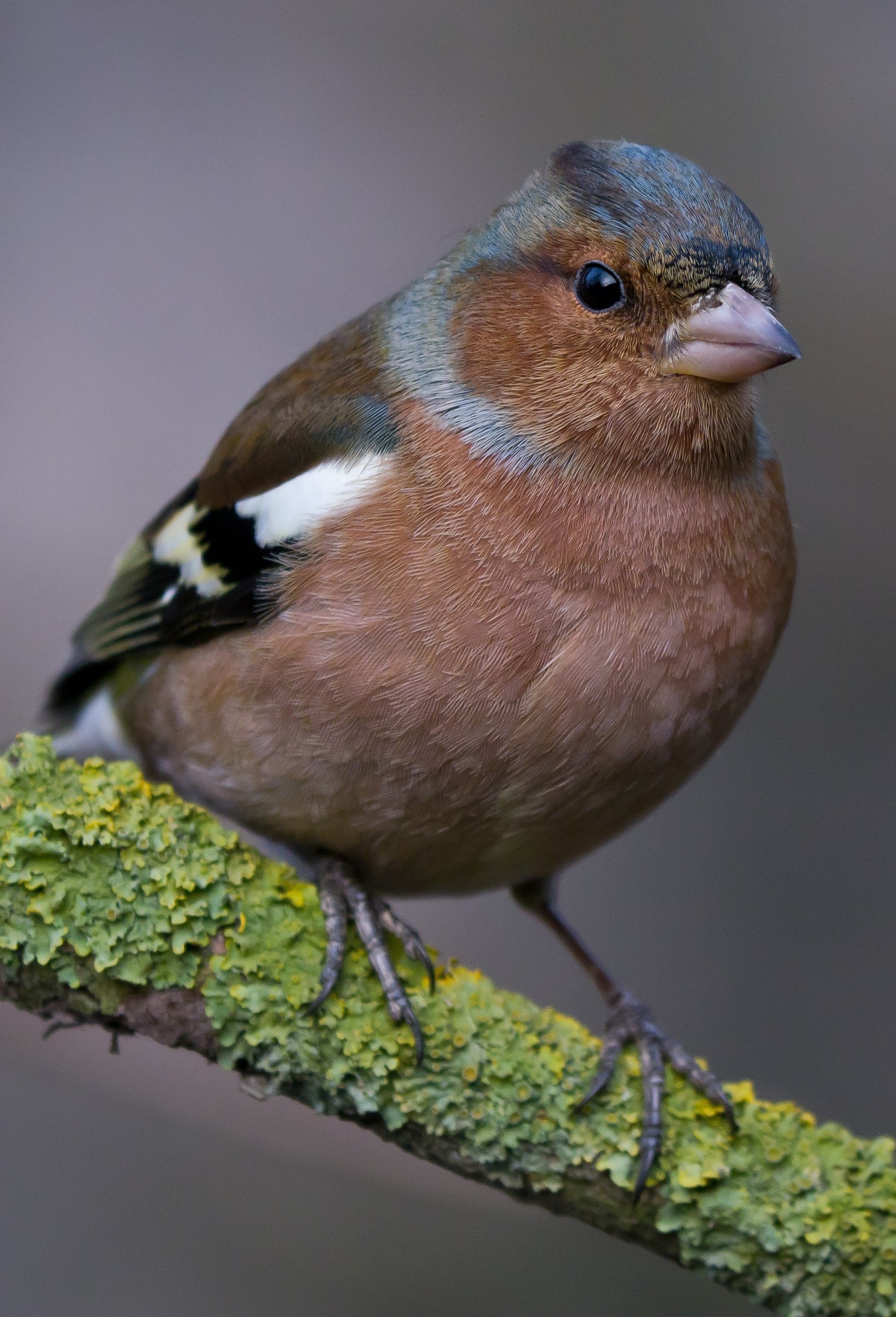 Ritratto di fringuello