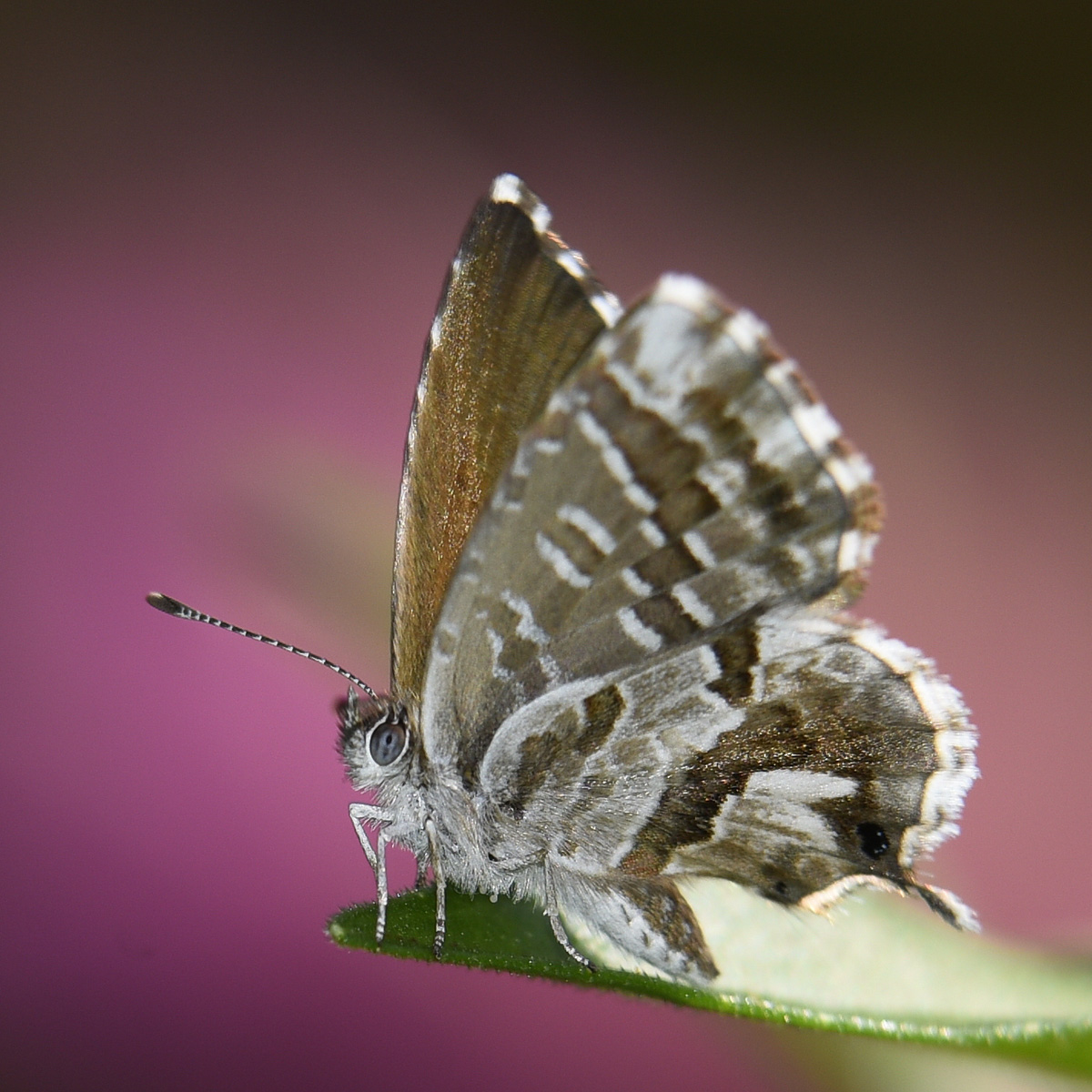 Cacyreus marshalli, Lycaenidae