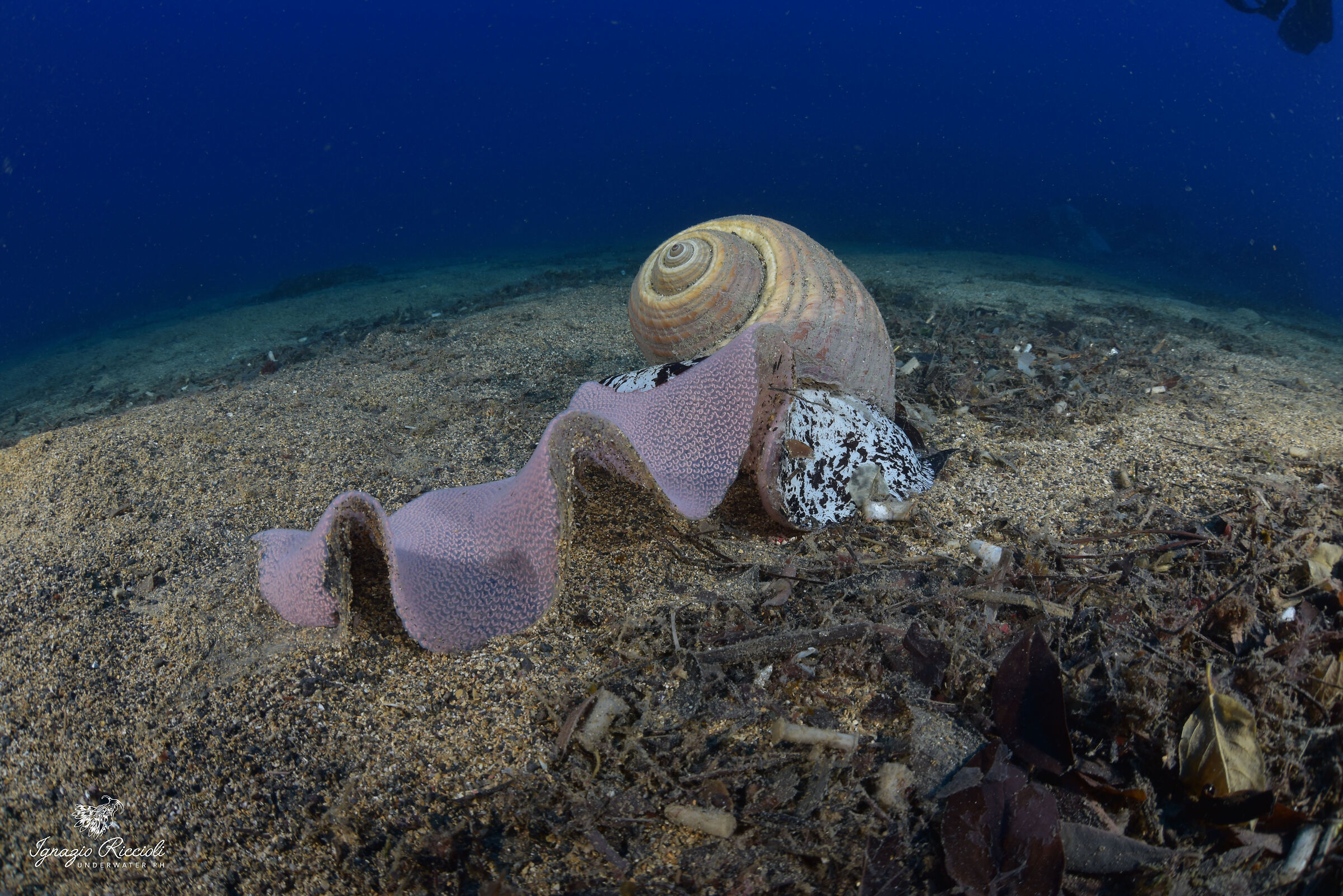 Tonna galea in riproduzione