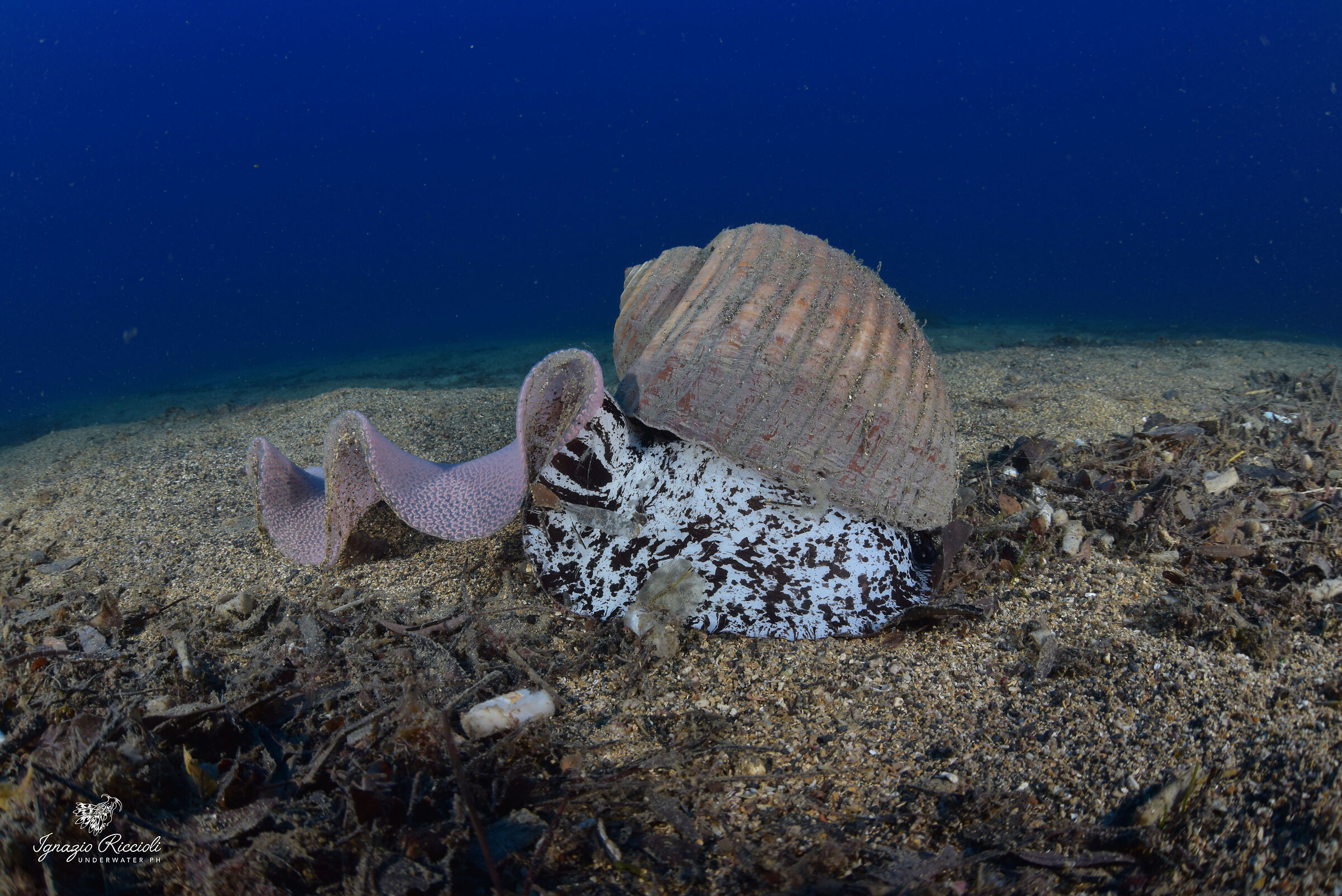 Tonna galea in riproduzione