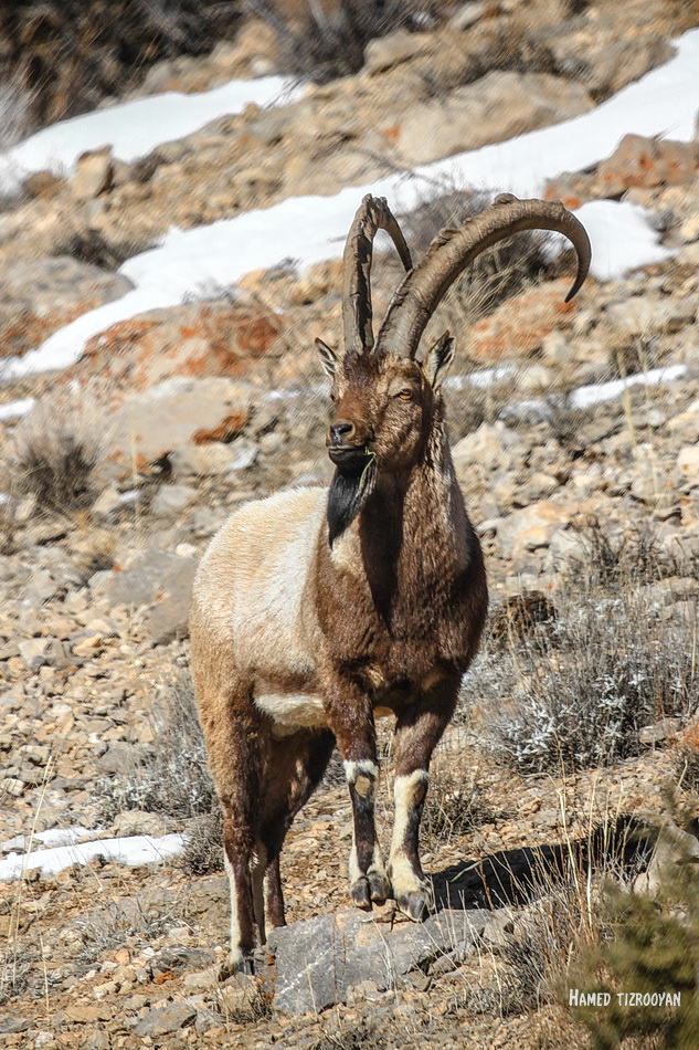 stambecco in iran