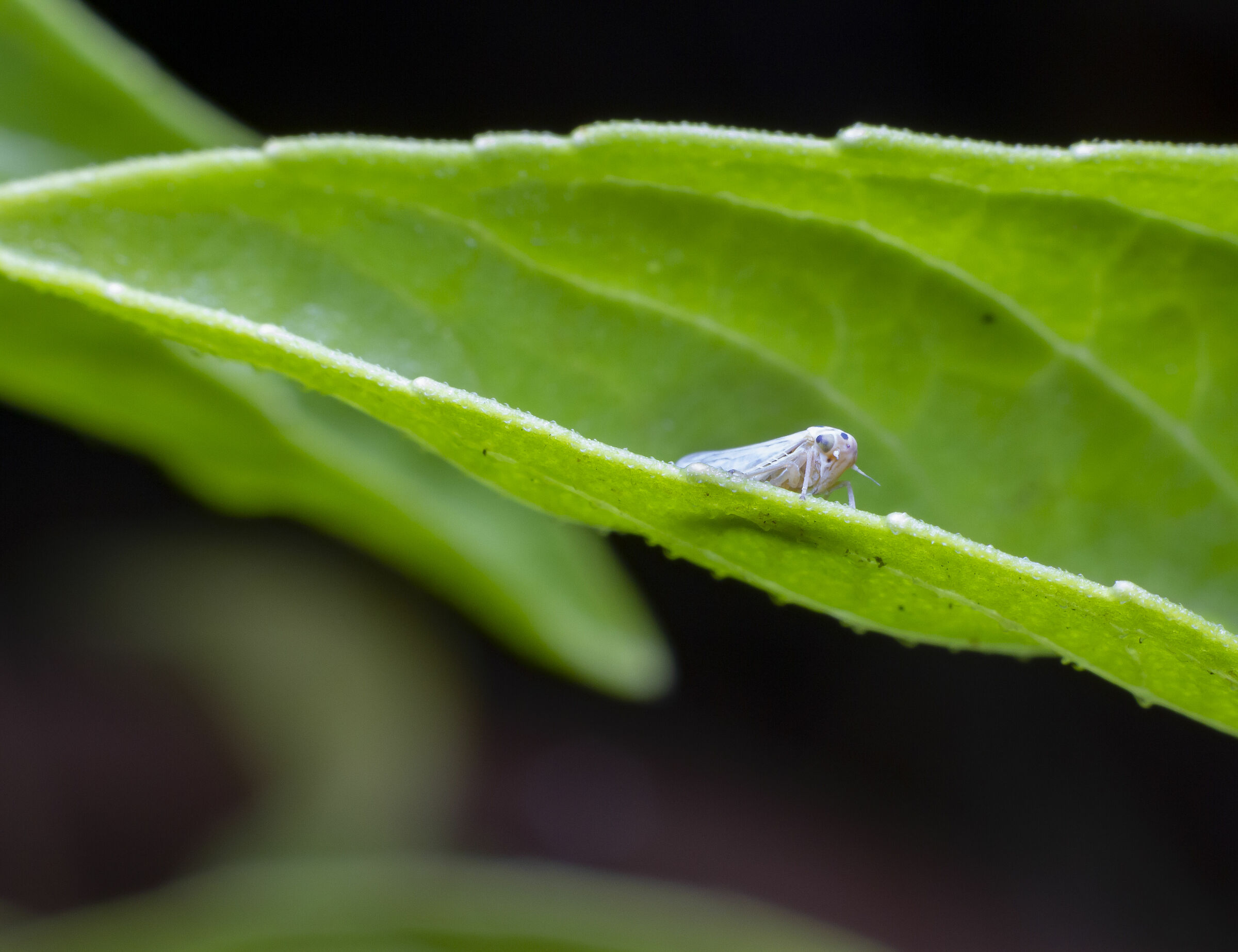 Issidae on leaf