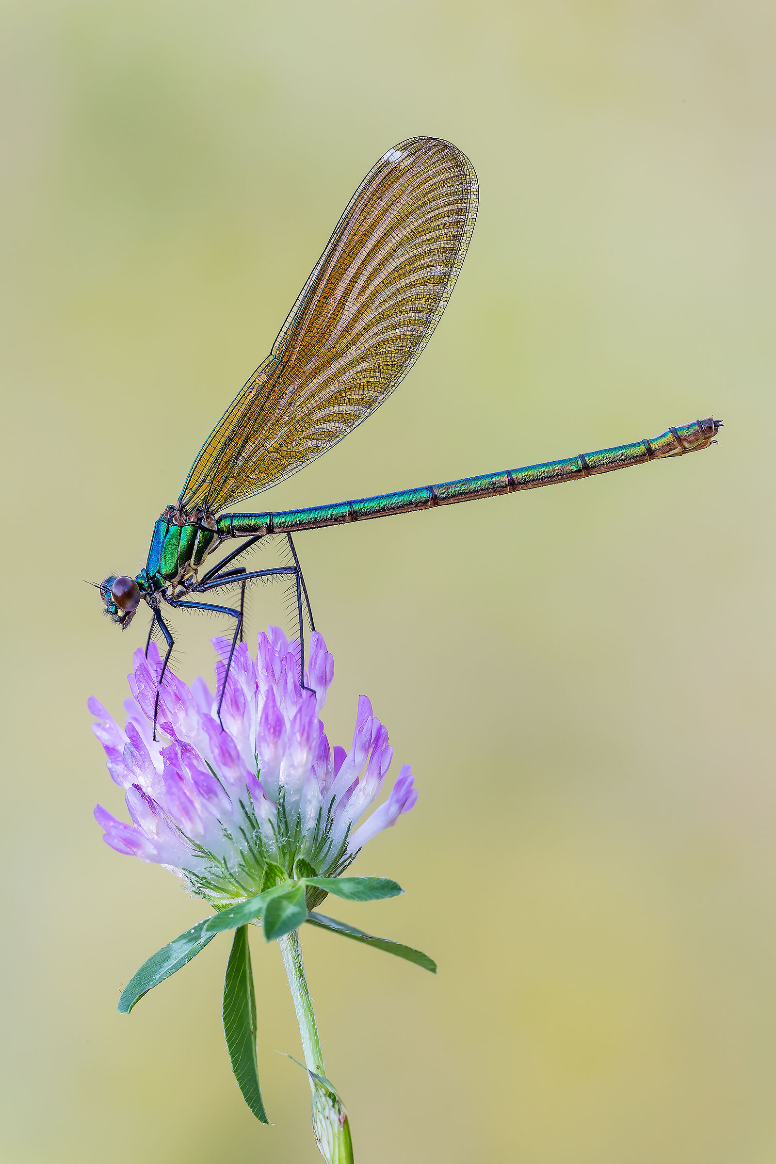 Calopteryx virgo