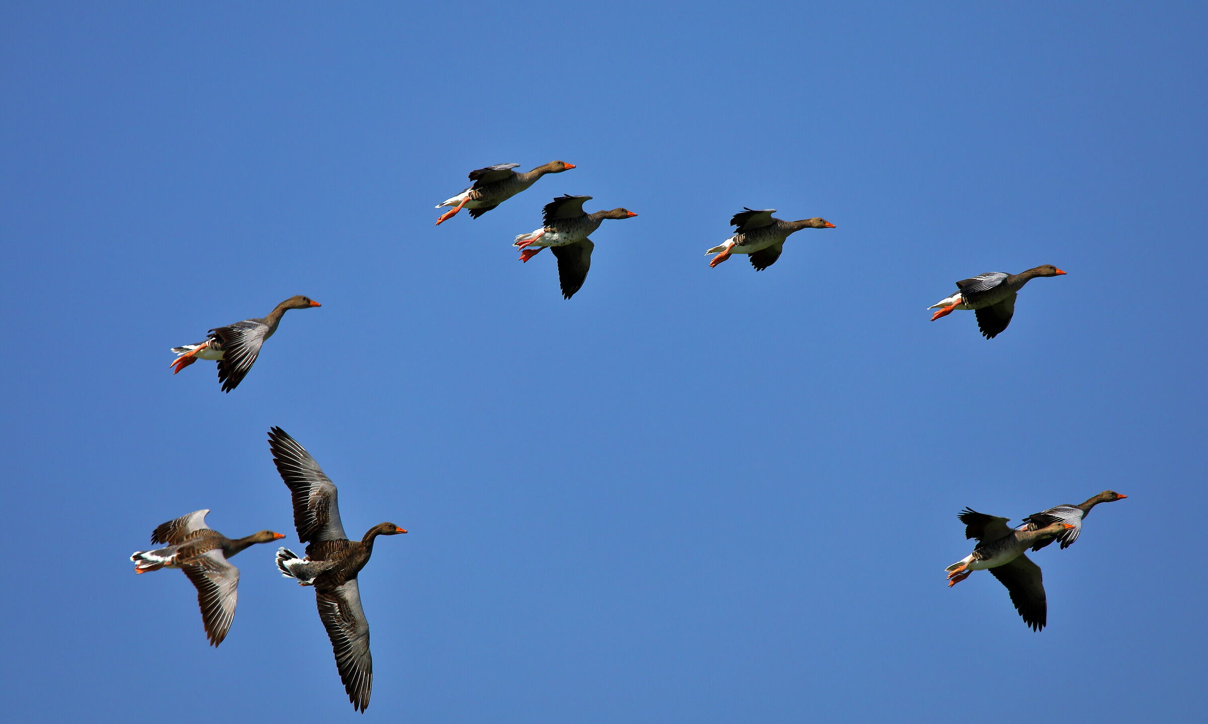 oche in volo disordinato.