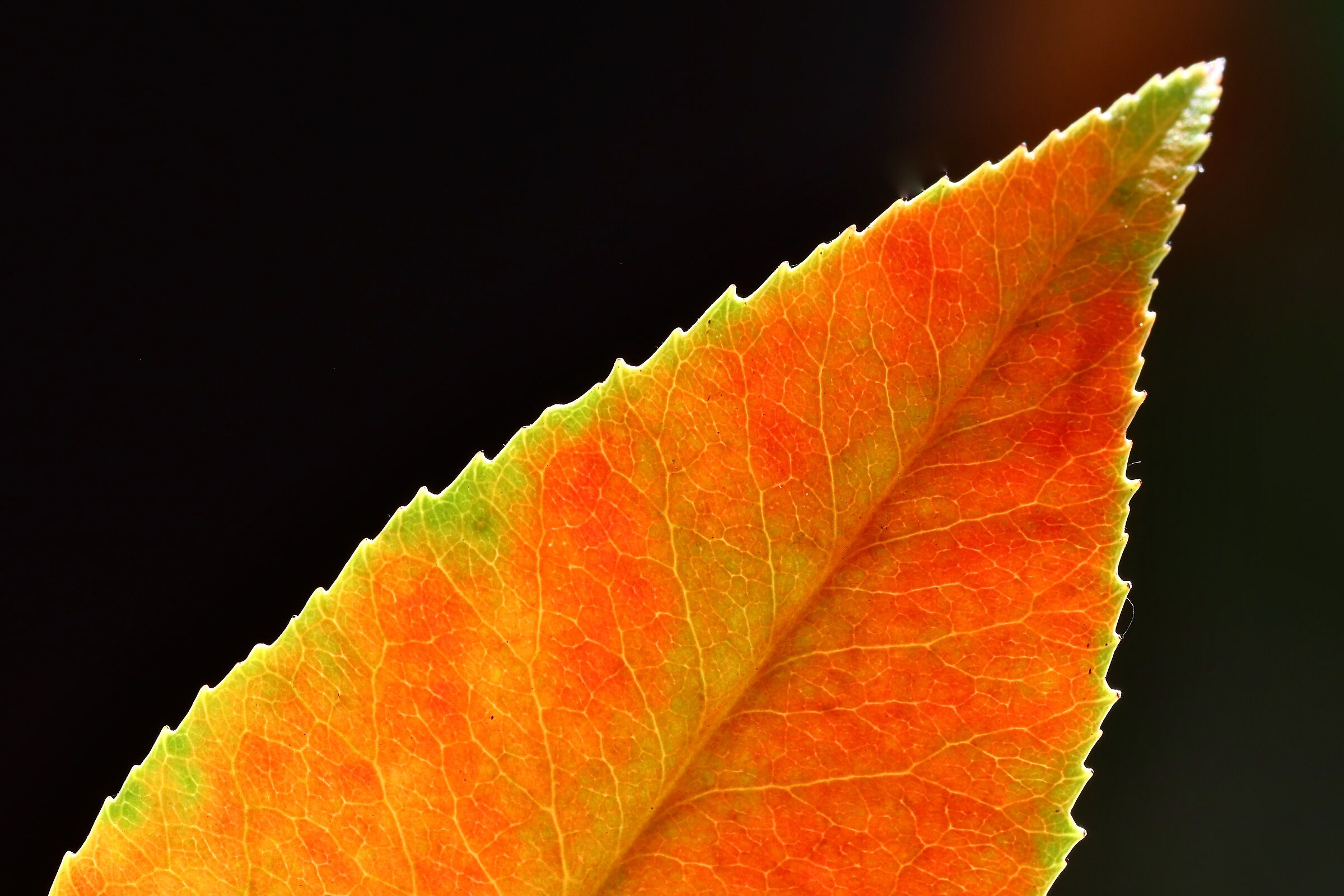 Avvisaglie d'autunno