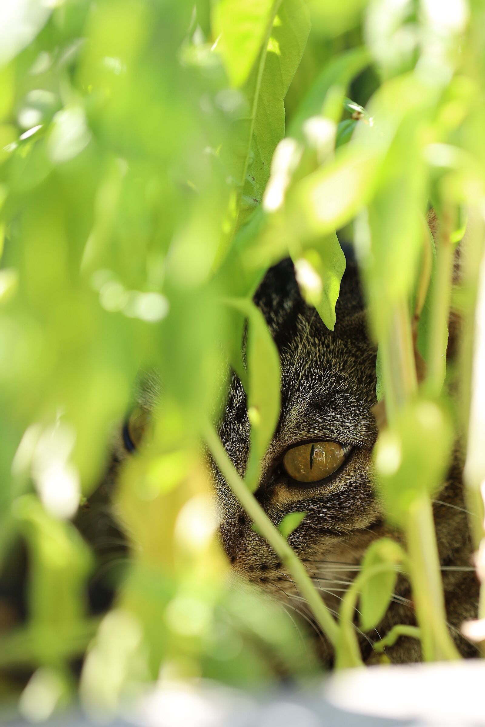 The eye of the tiger