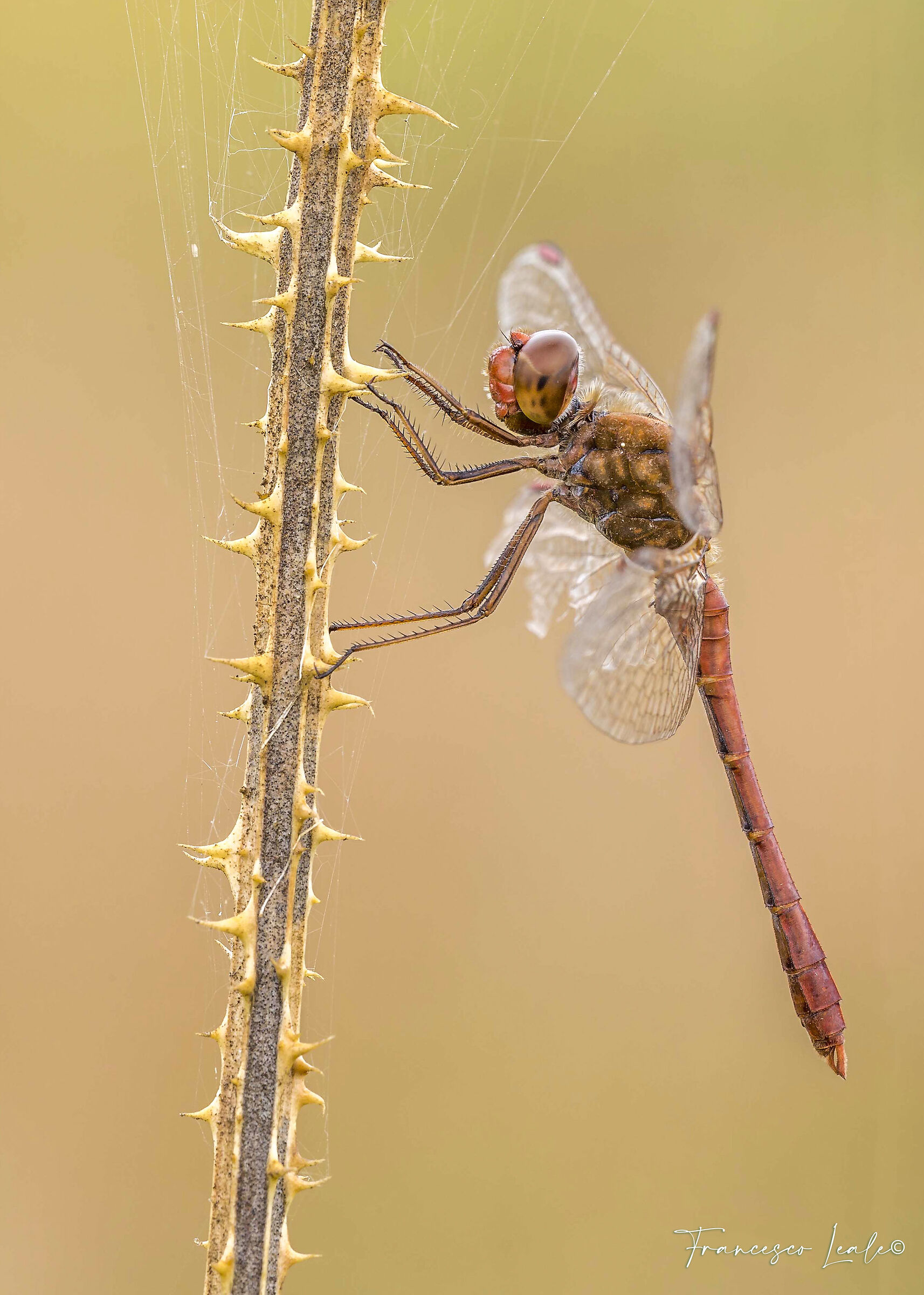 Libellula
