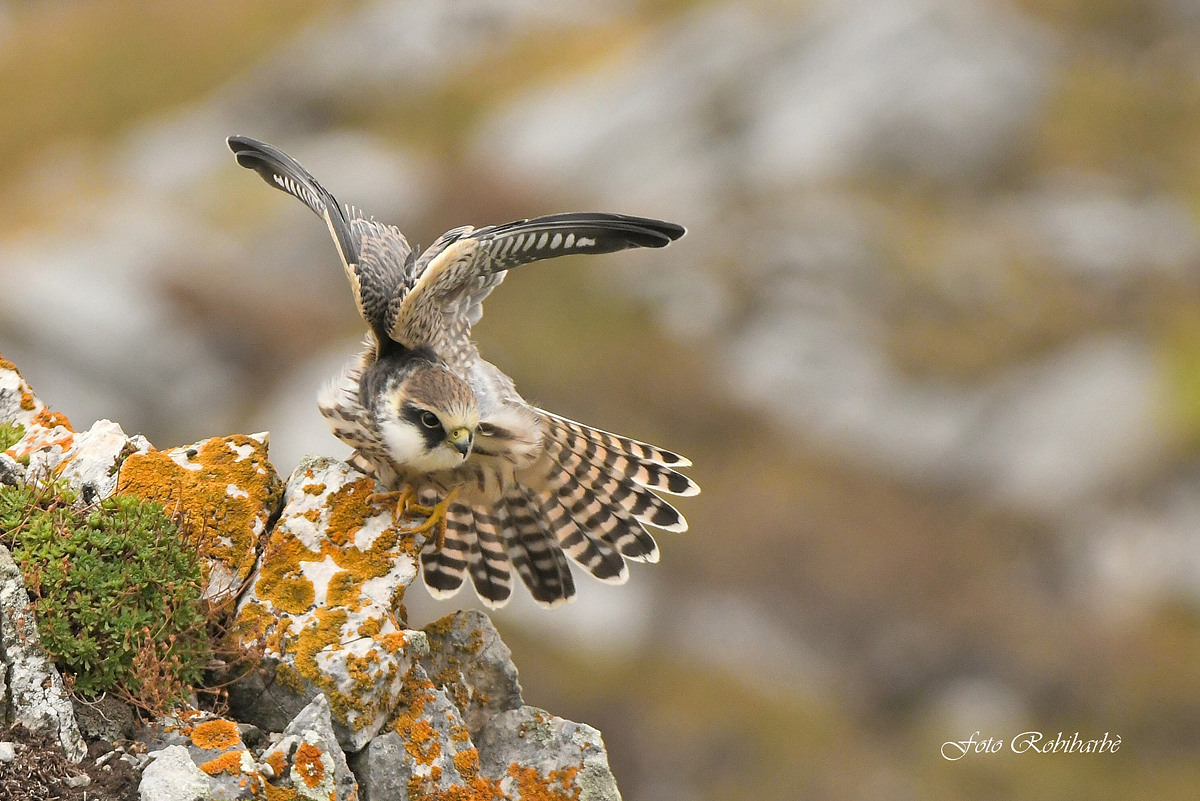 Falco cuculo ...juv...