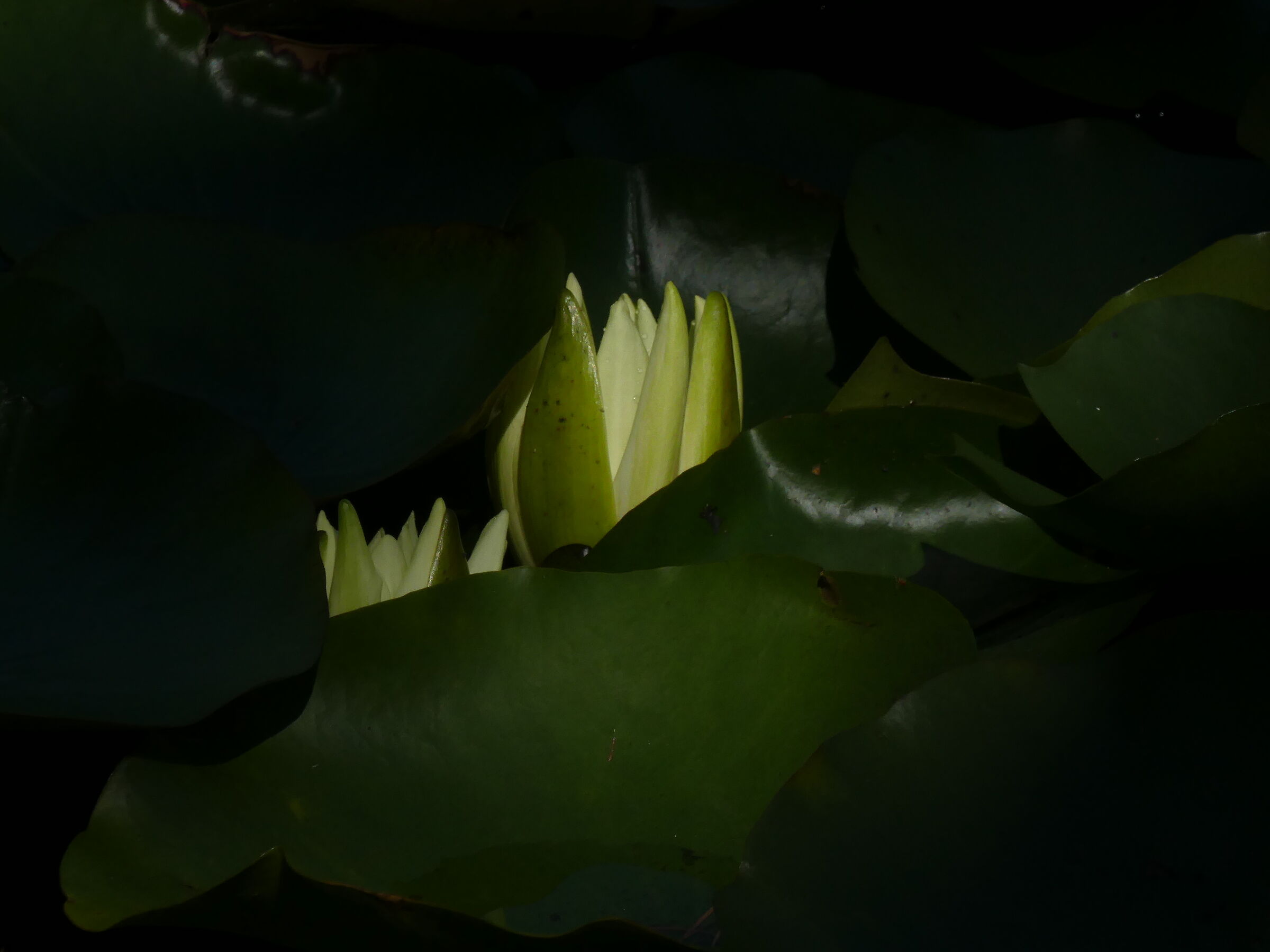 Glows in the Night