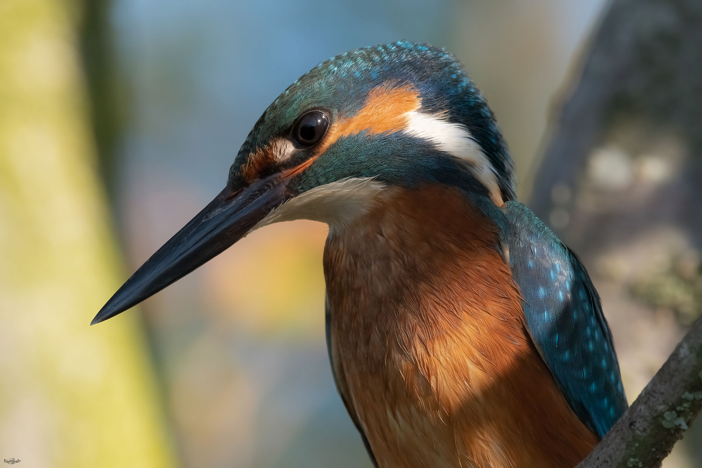 Kingfisher