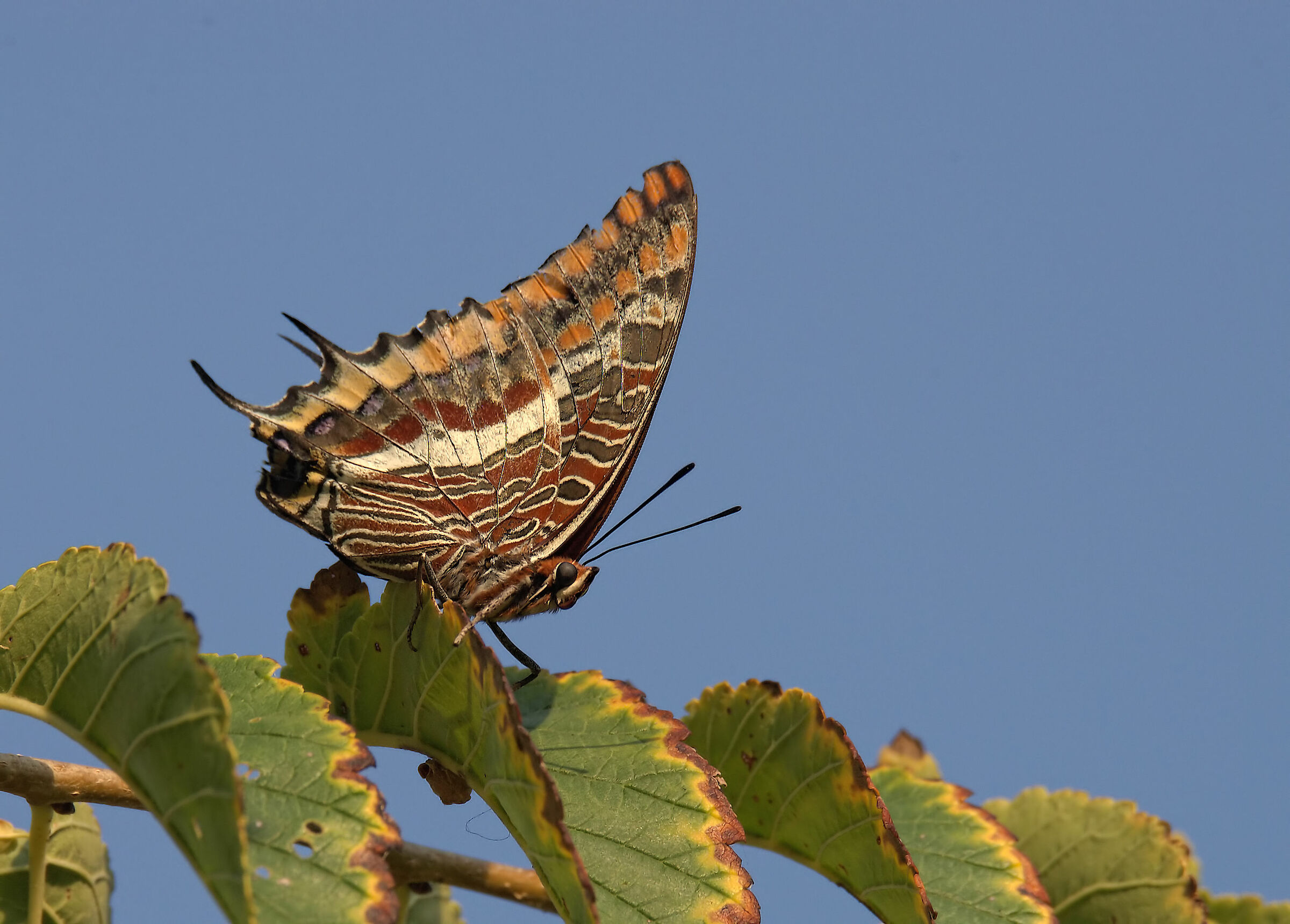 Jasus Charaxes