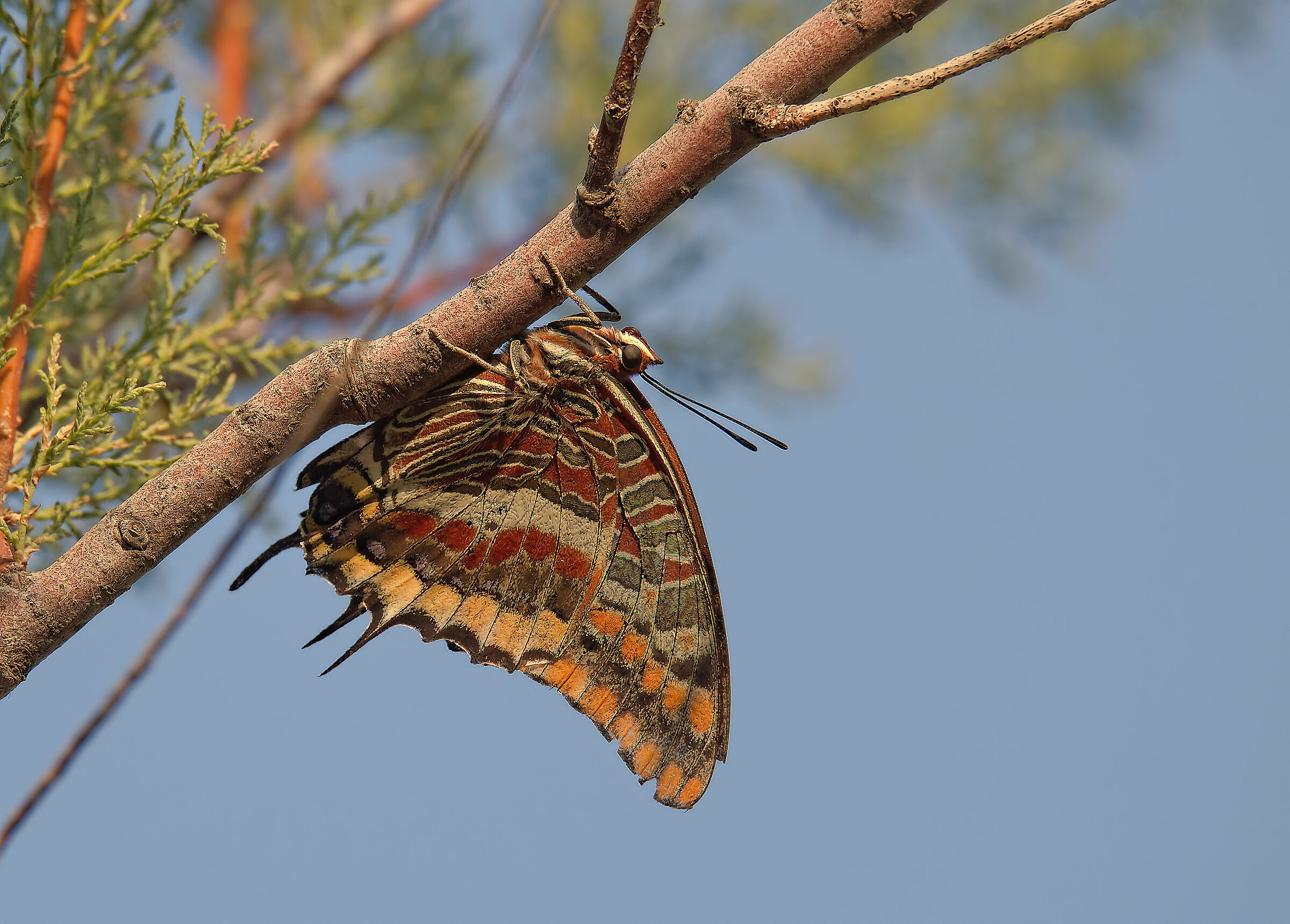 Jasus Charaxes