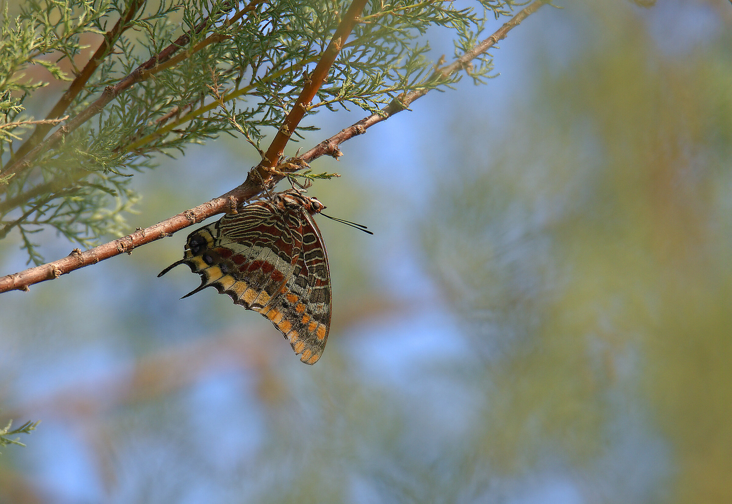Jasus Charaxes