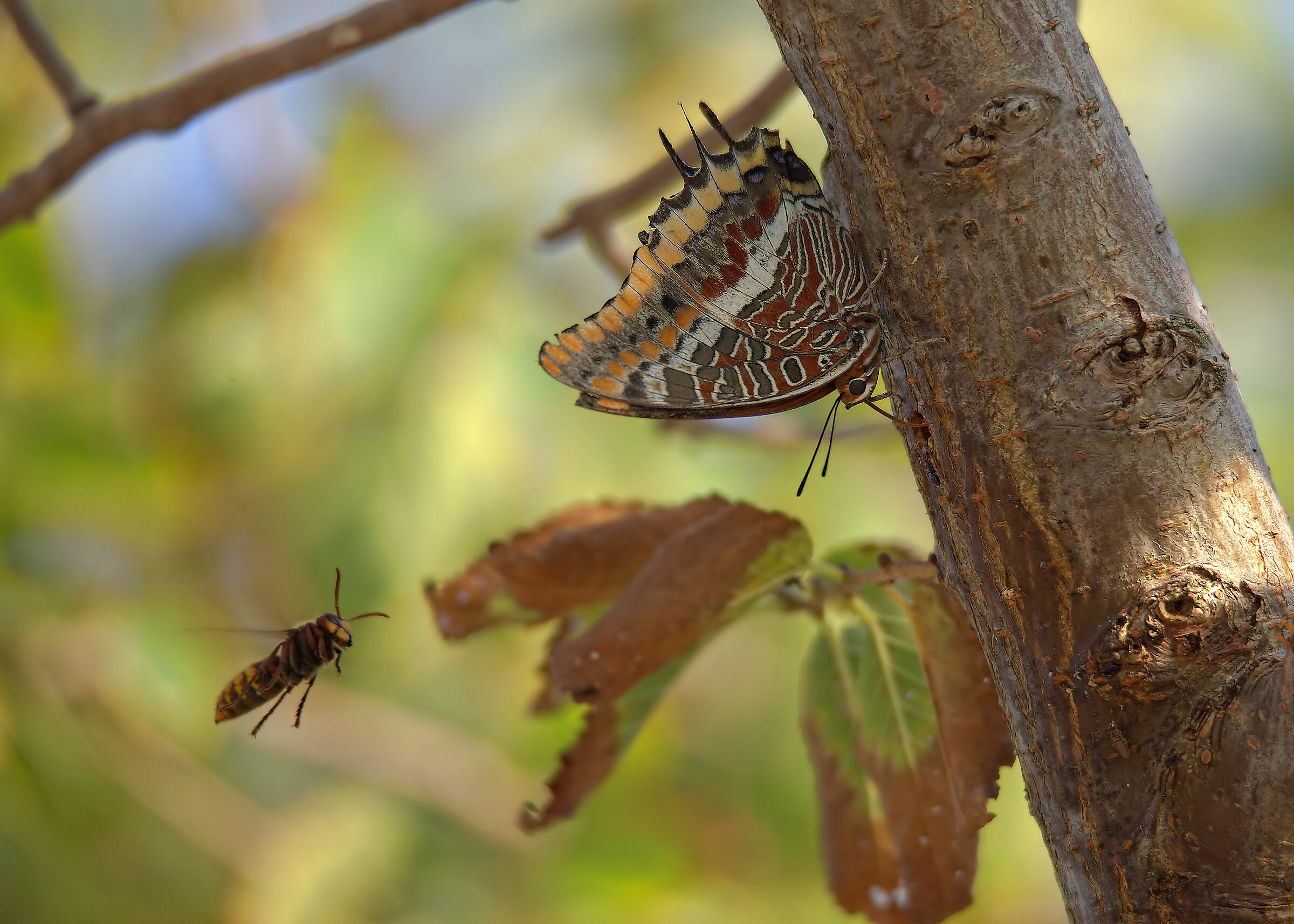 Jasus Charaxes
