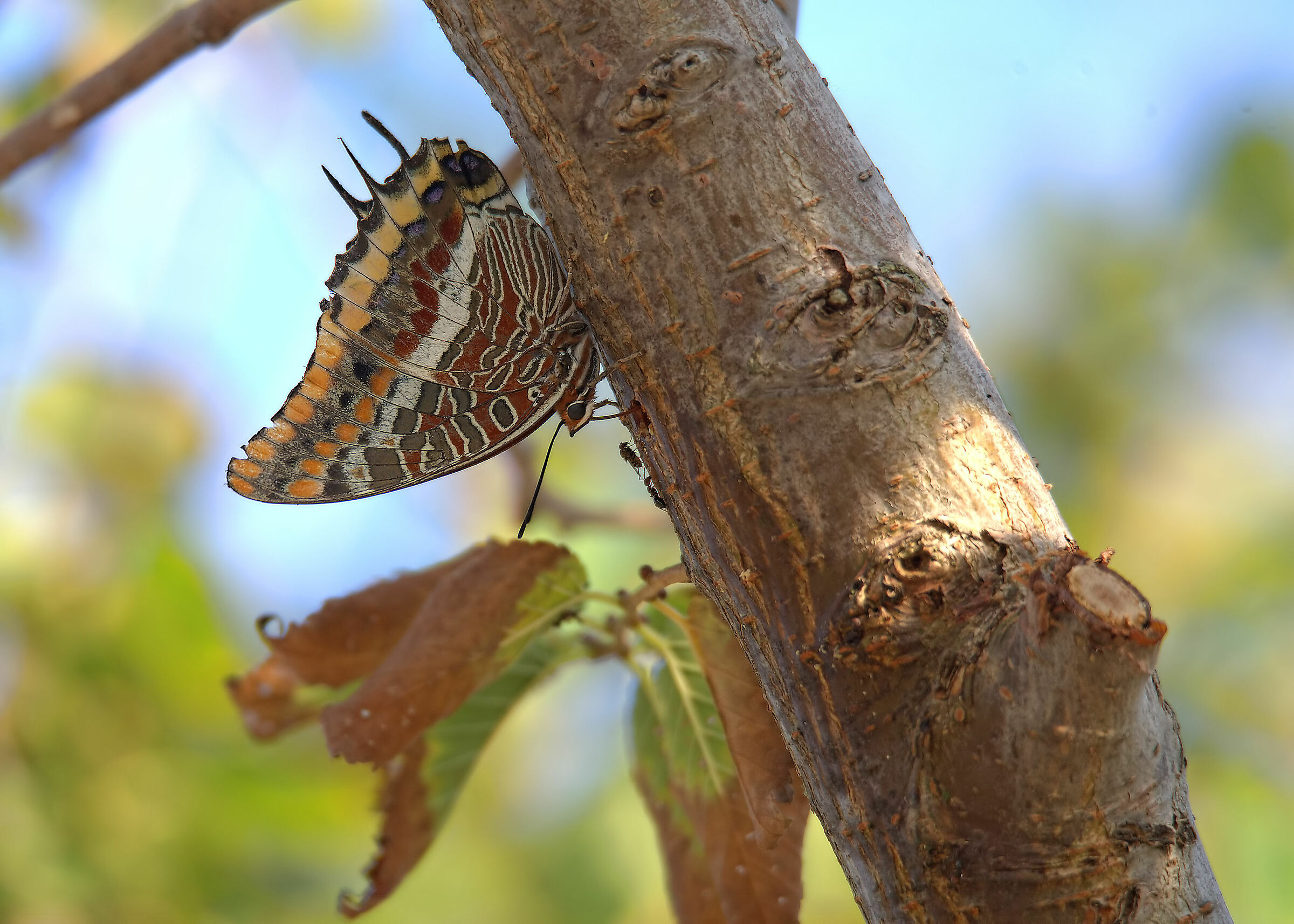 Jasus Charaxes