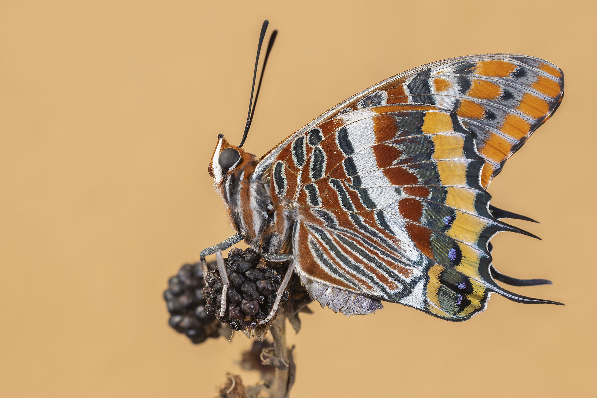 Ninfa del Corbezzolo (Charaxes jasius)