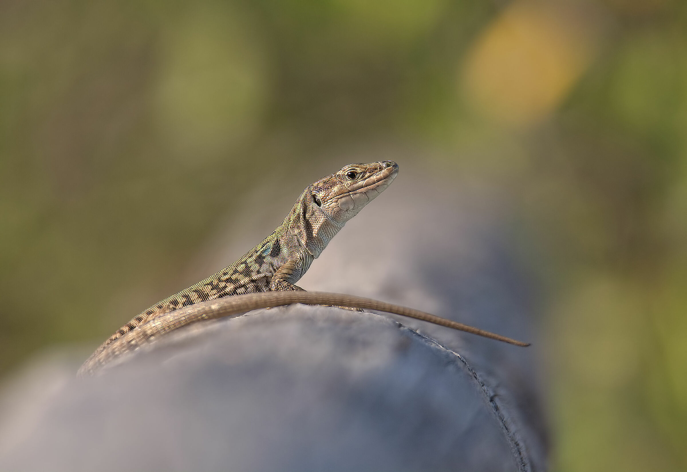Cross-country lizard