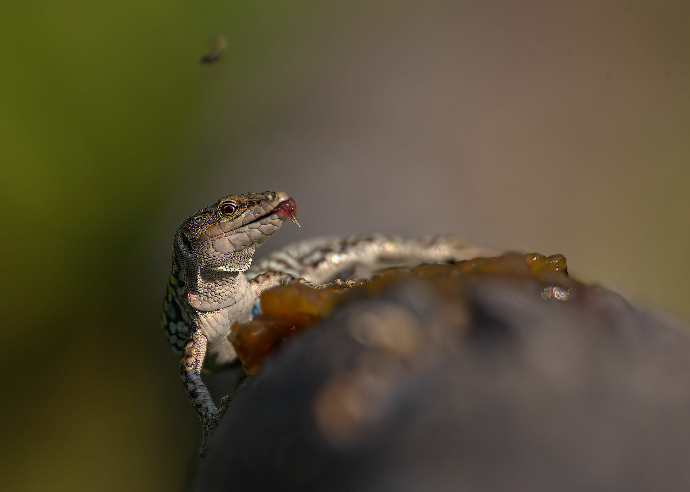 Cross-country lizard