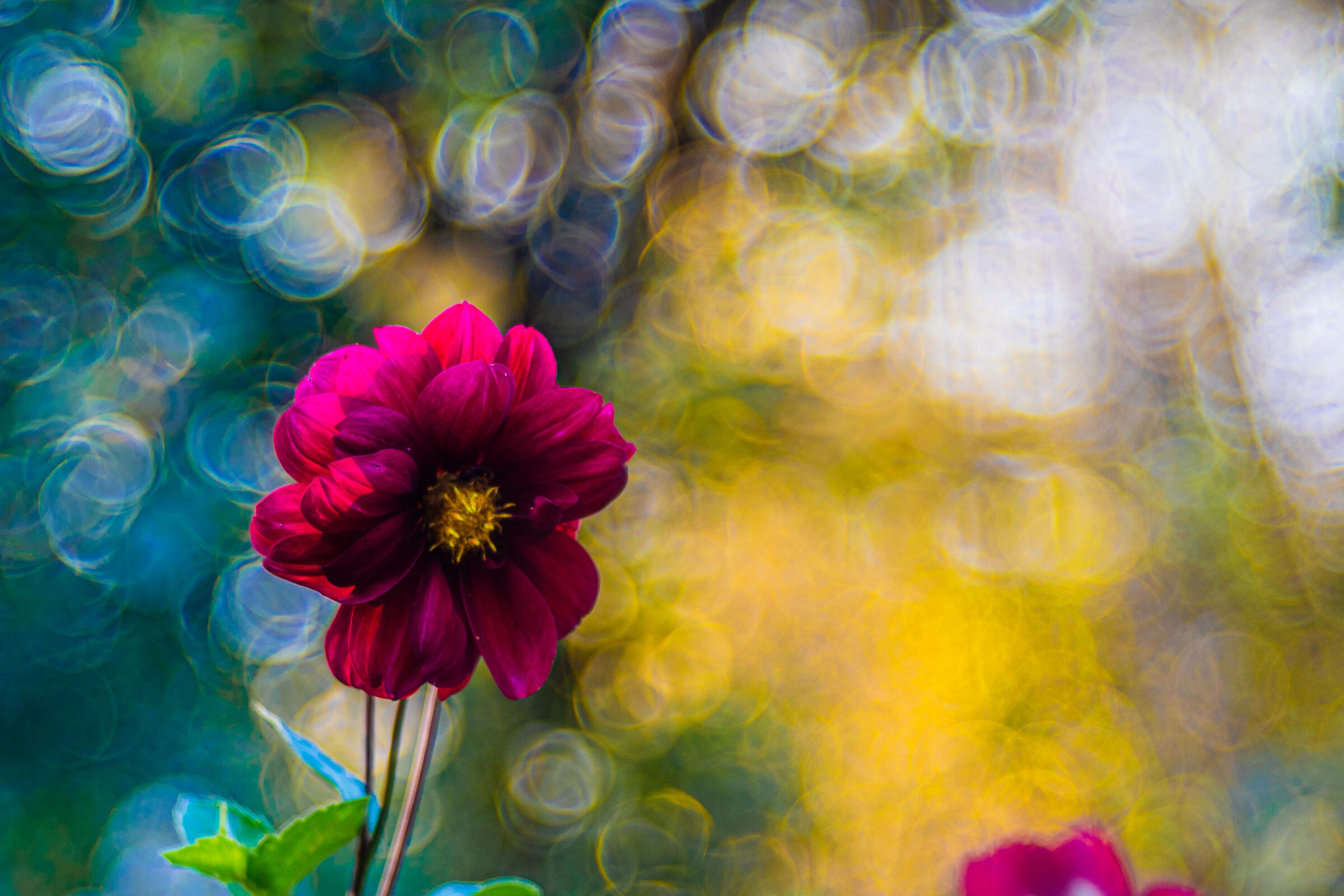 La terra ride nei fiori (Emerson)