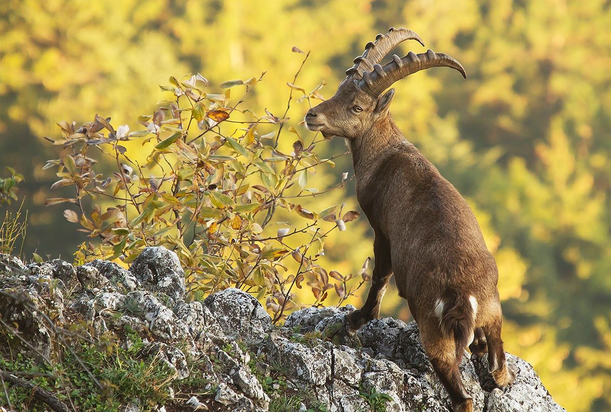 Alpine Ibex