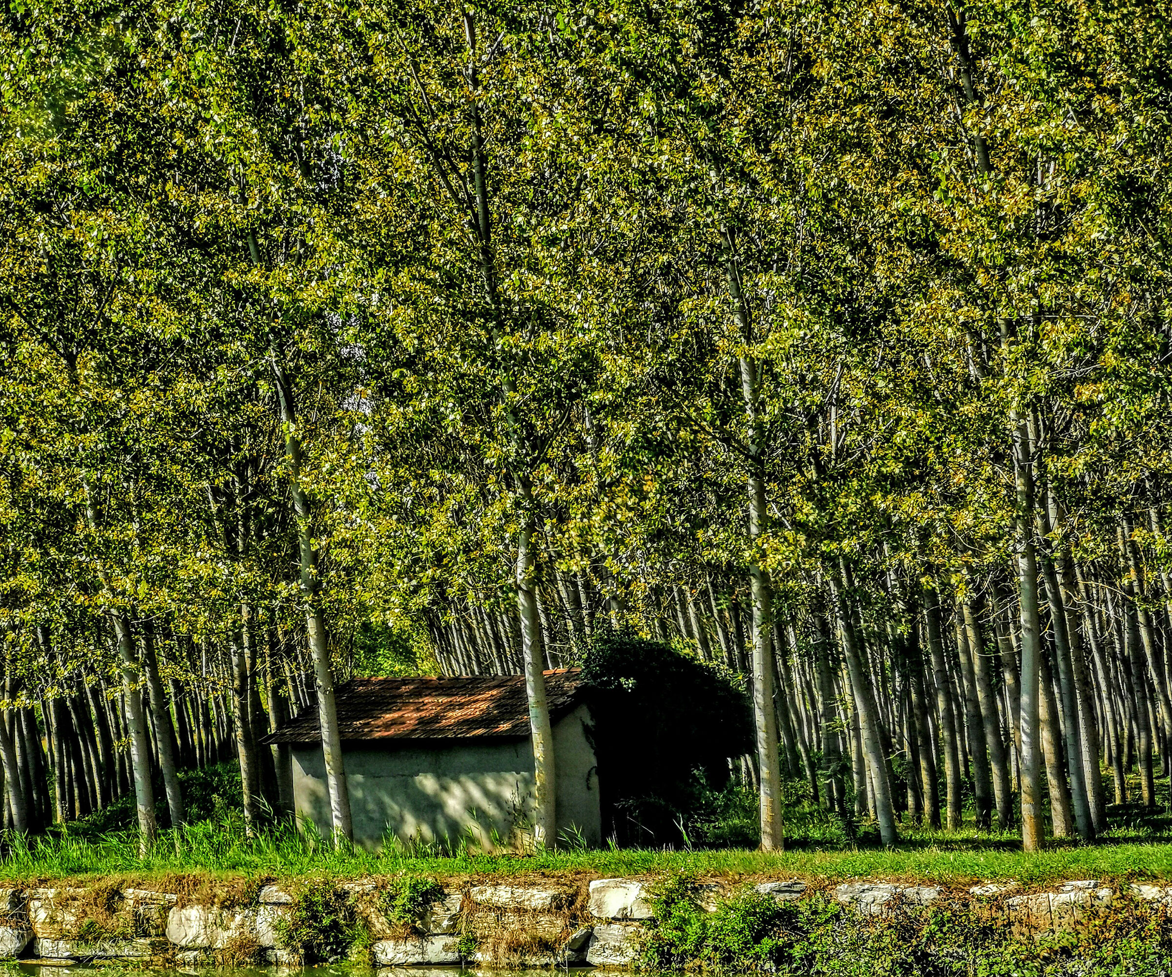 C'è una casa nel bosco