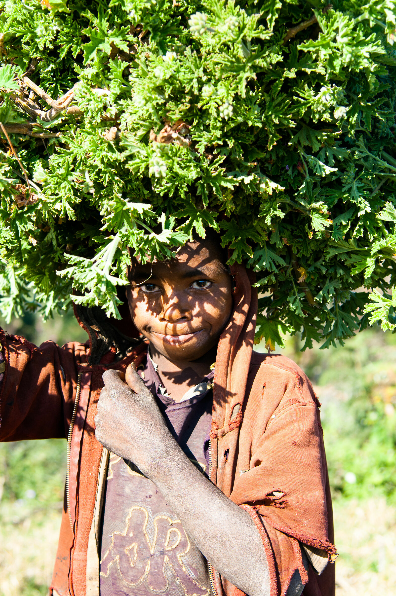 la raccolta del geranio zonale