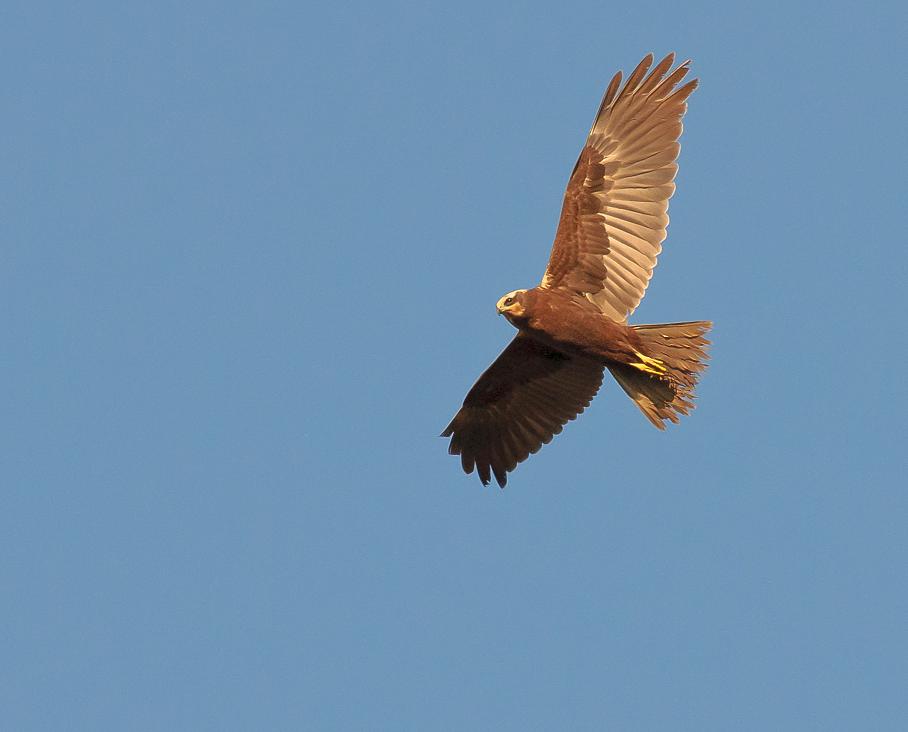 Marsh harrier