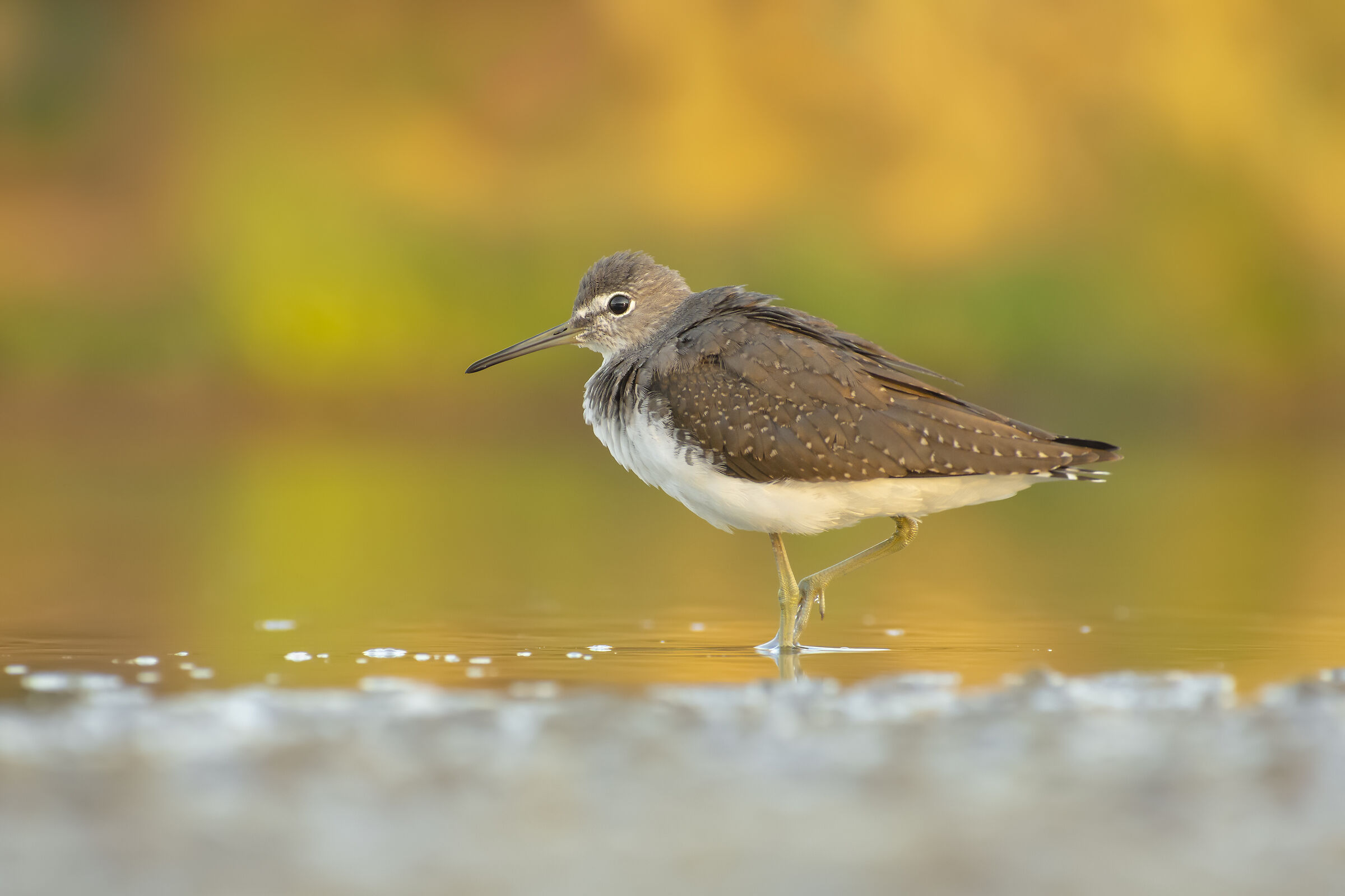 Piro piro culbianco 4K