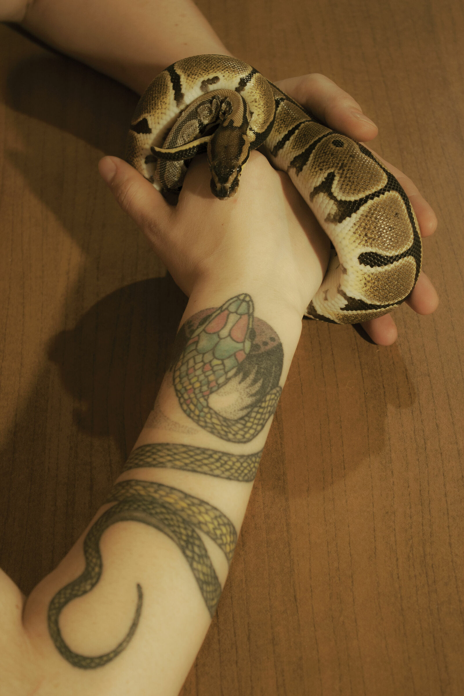 Sangue freddo...la sfida!