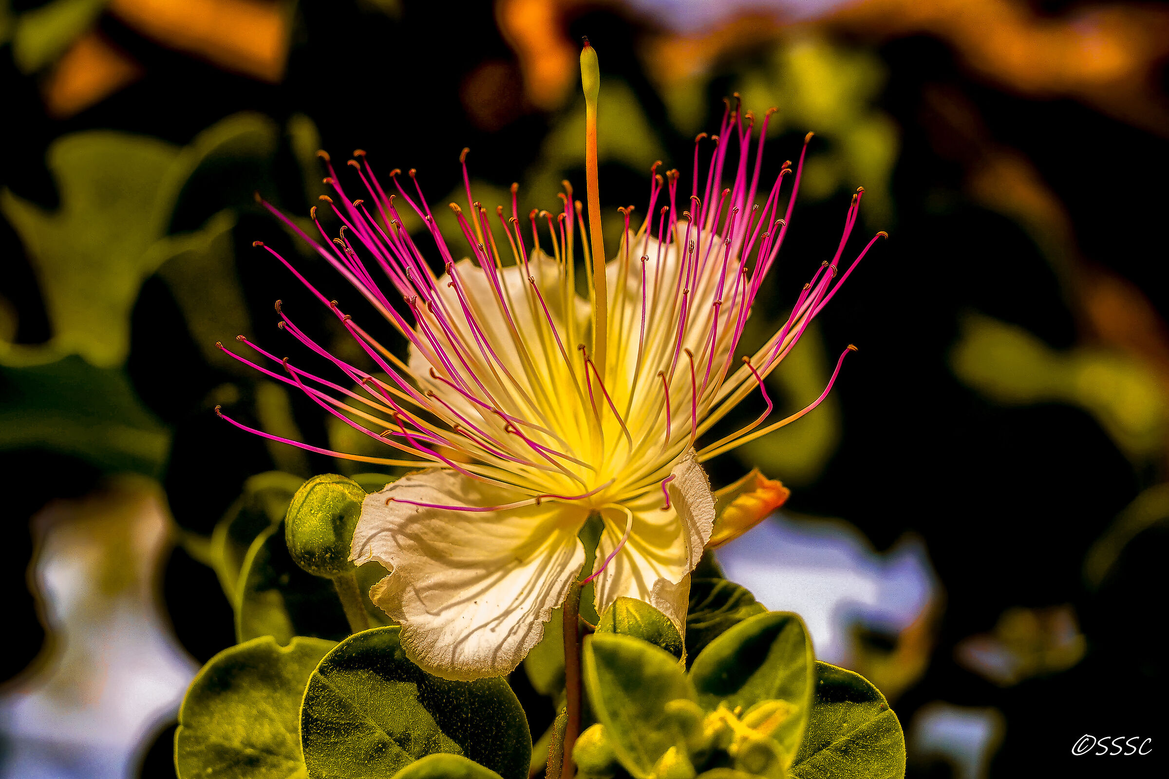Caper Flower