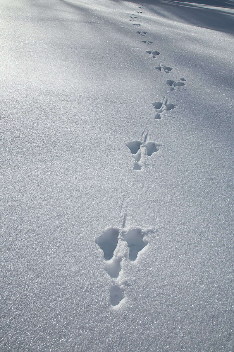 footsteps