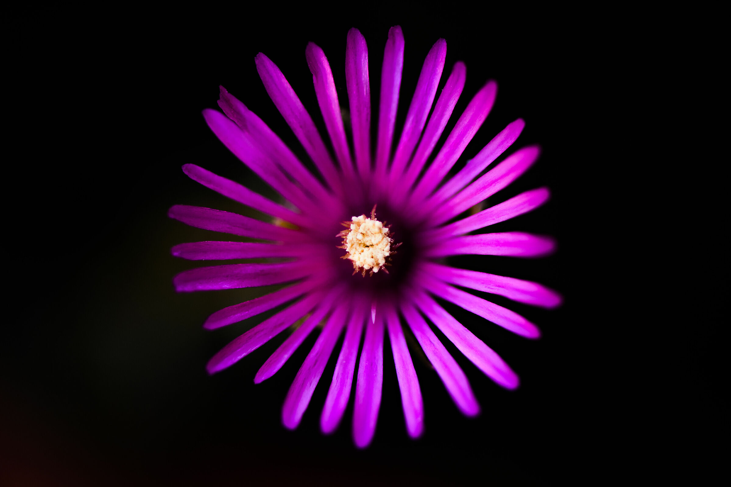 finalmente un fiore