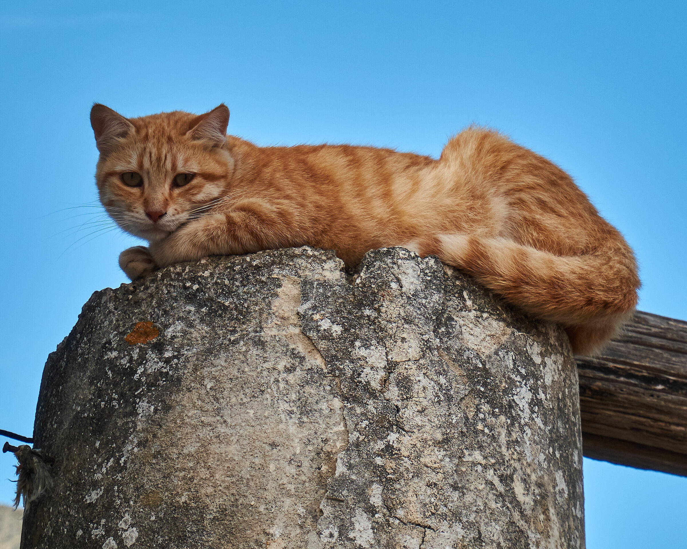Tranquillità gattesca