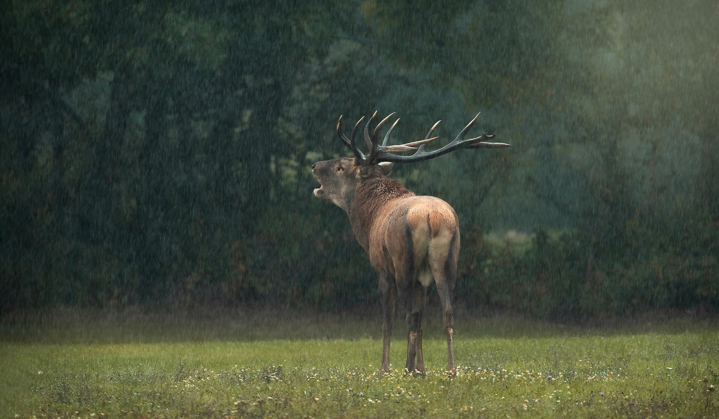 Under an incessant rain