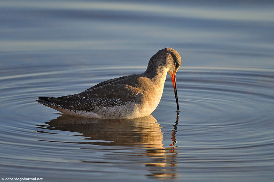 Totano moro all'alba