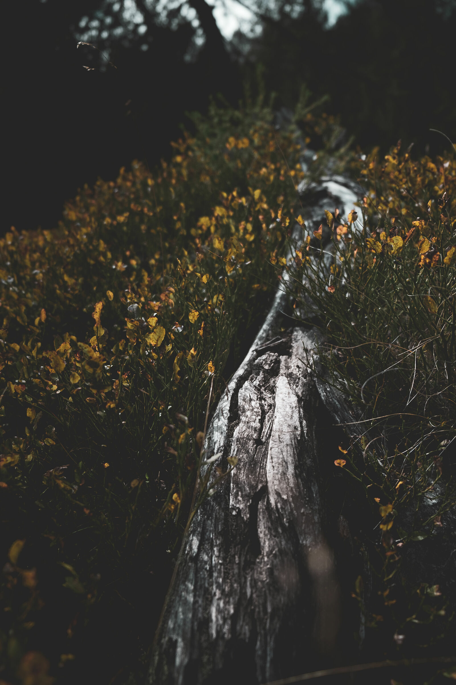 Camminando tra la natura 1