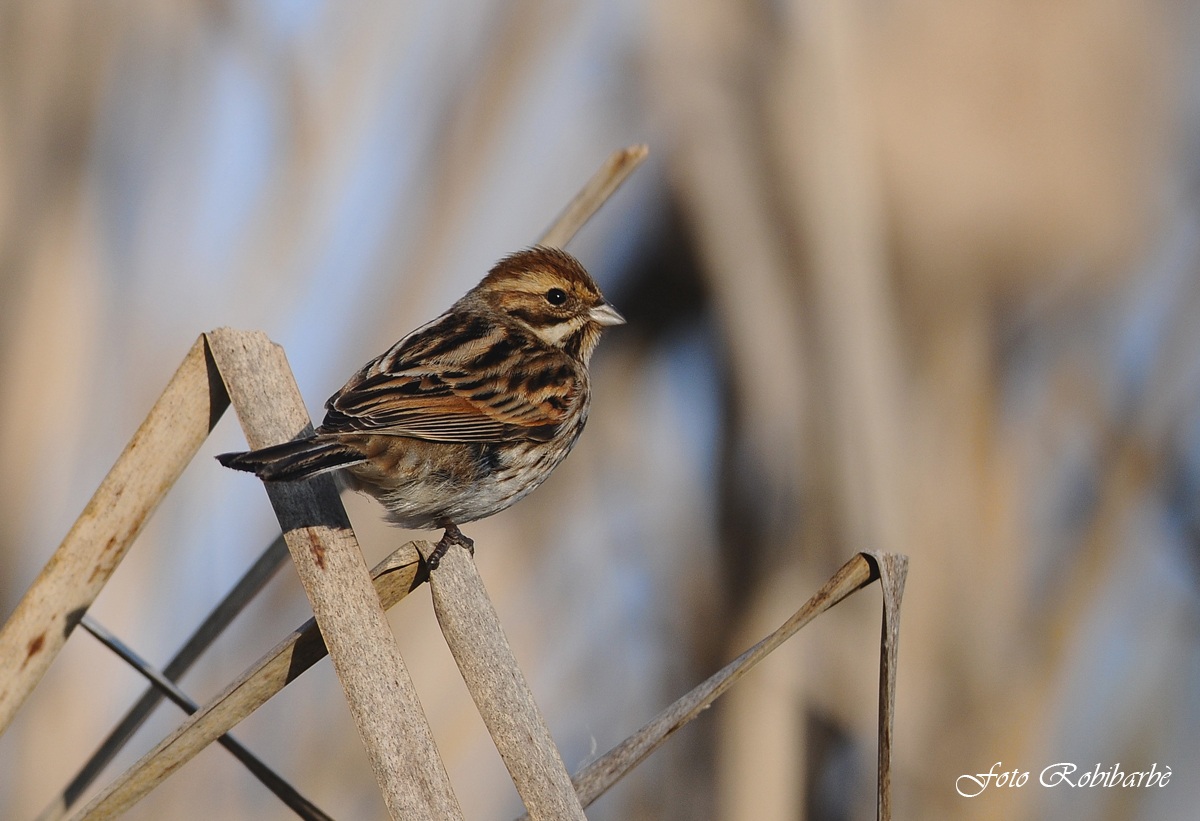 Migliarino di palude....