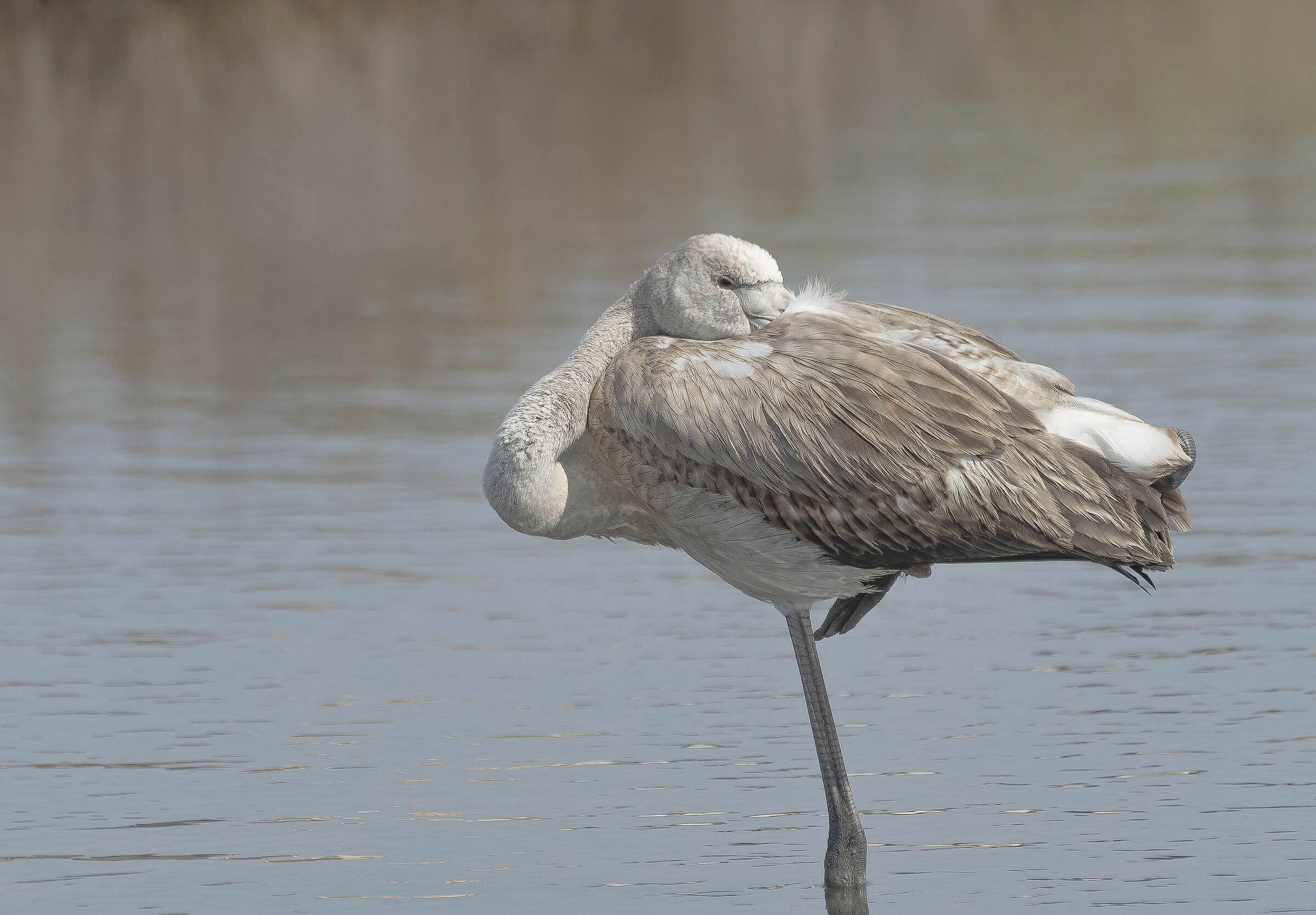 "Sornion"" young flamingo Eastern Sicily