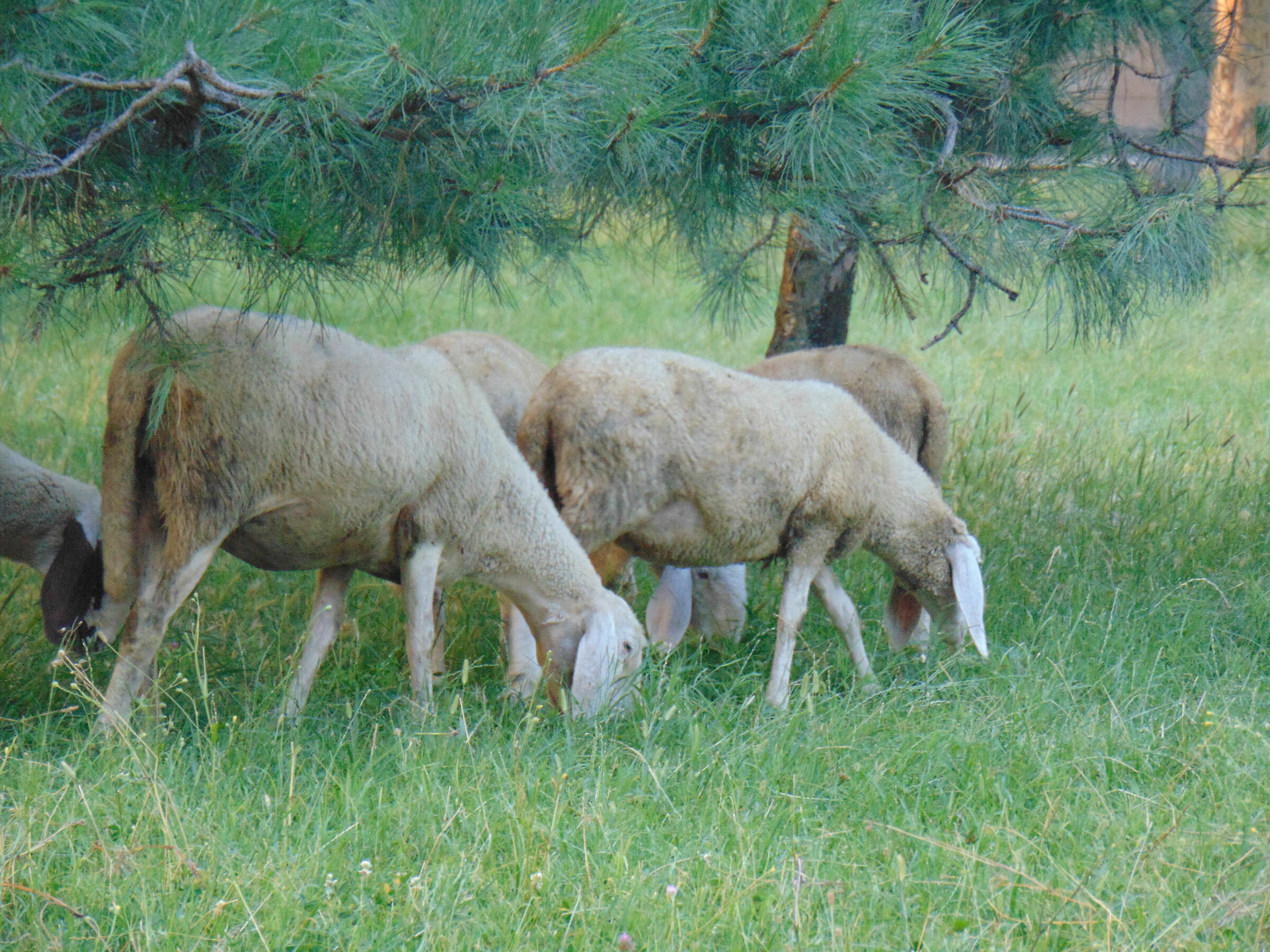 Sheep at the Meisino