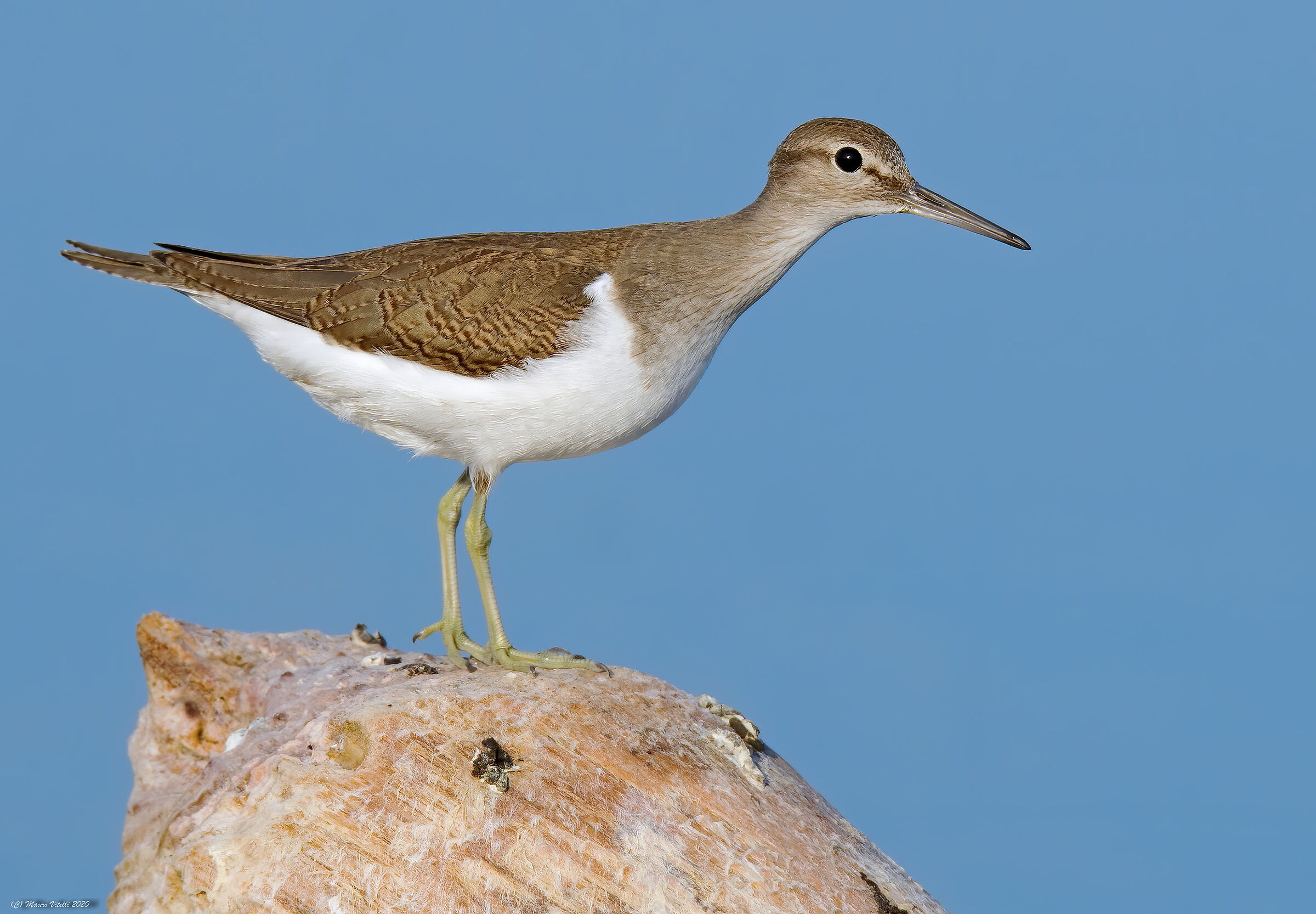 Small pyro (Actitis hypoleucos)